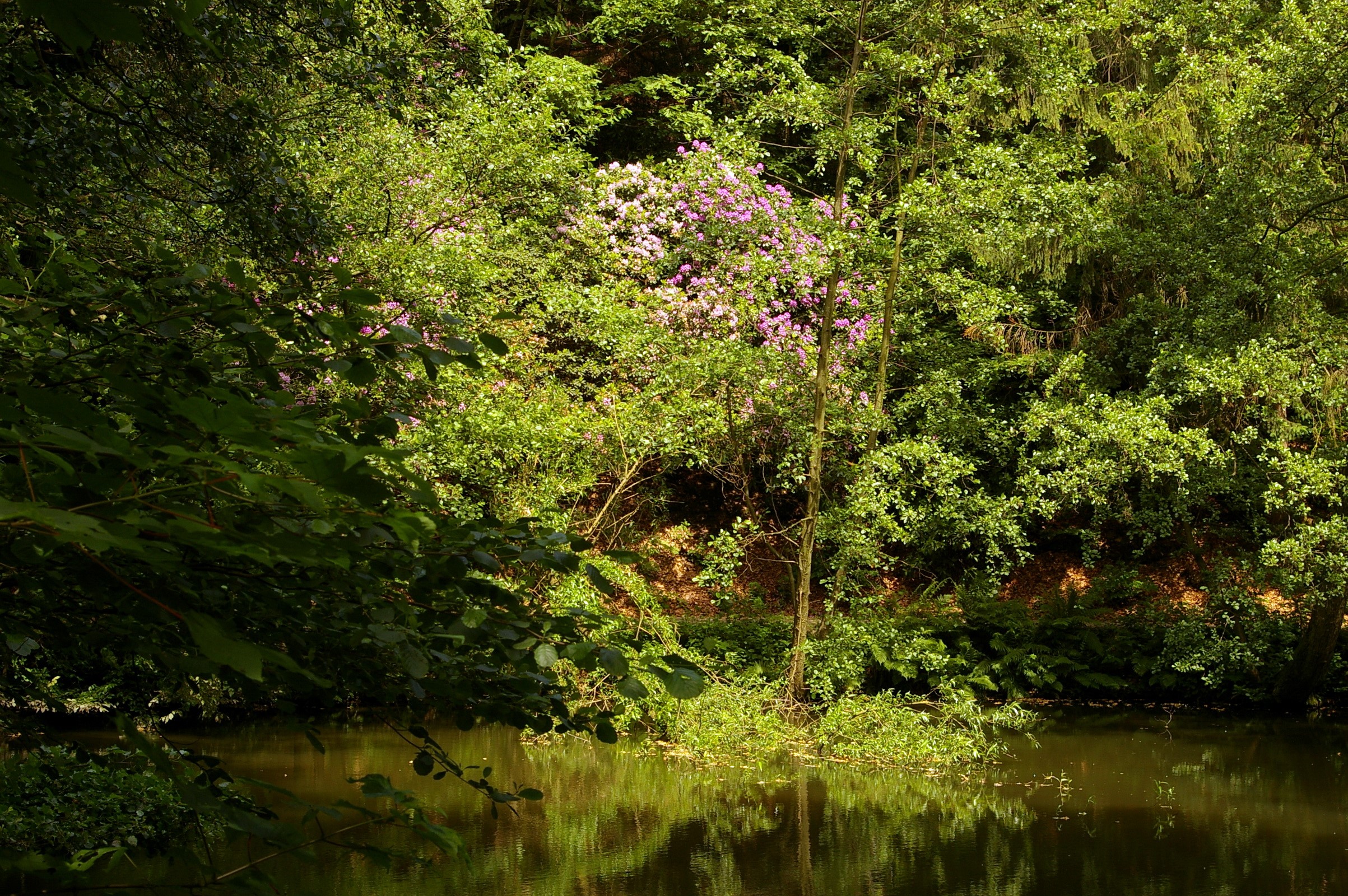 Lake and flowering bushes in a German forest HD Wallpaper