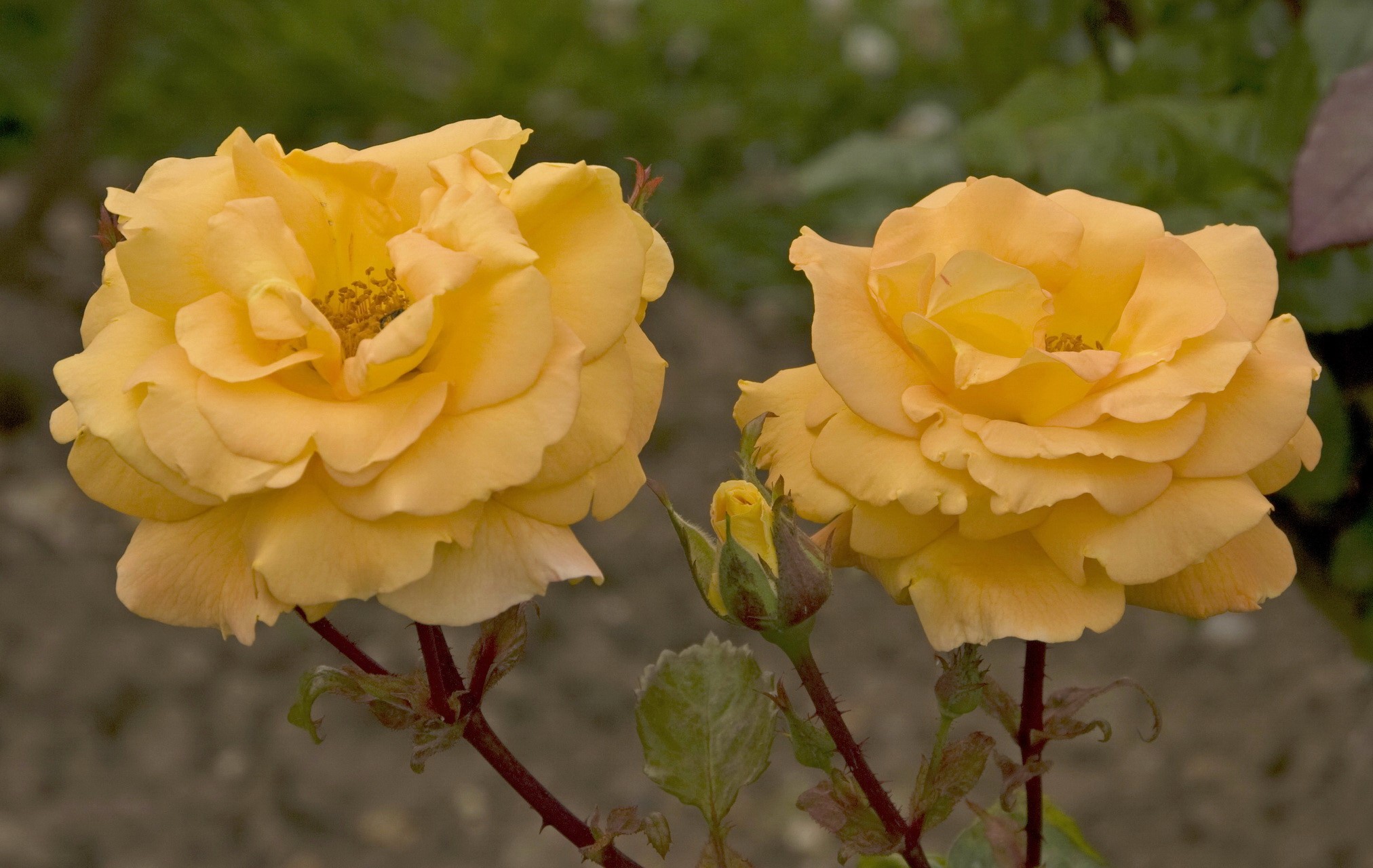 Two yellow roses and a bud HD Wallpaper