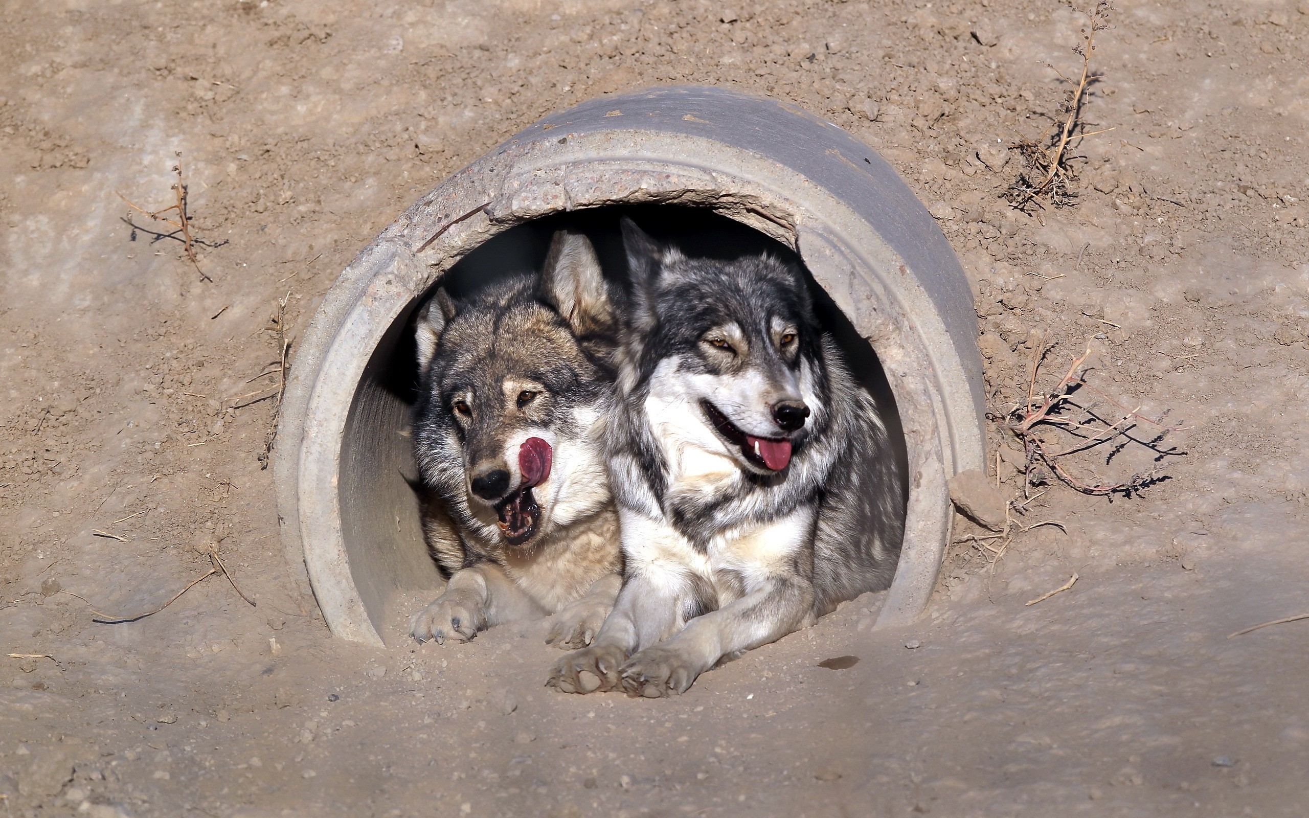 Two wolves in a concrete pipe HD Wallpaper