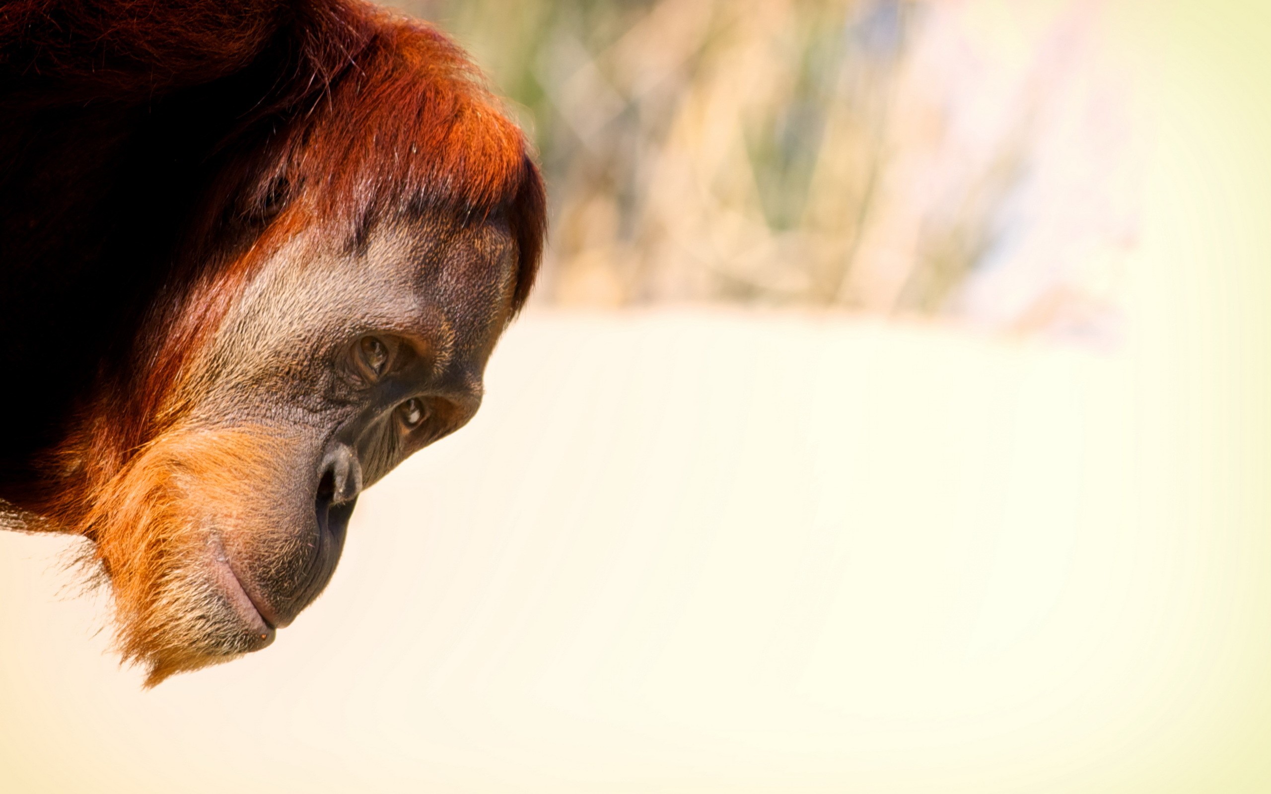 Close-up of an orangutan's face HD Wallpaper