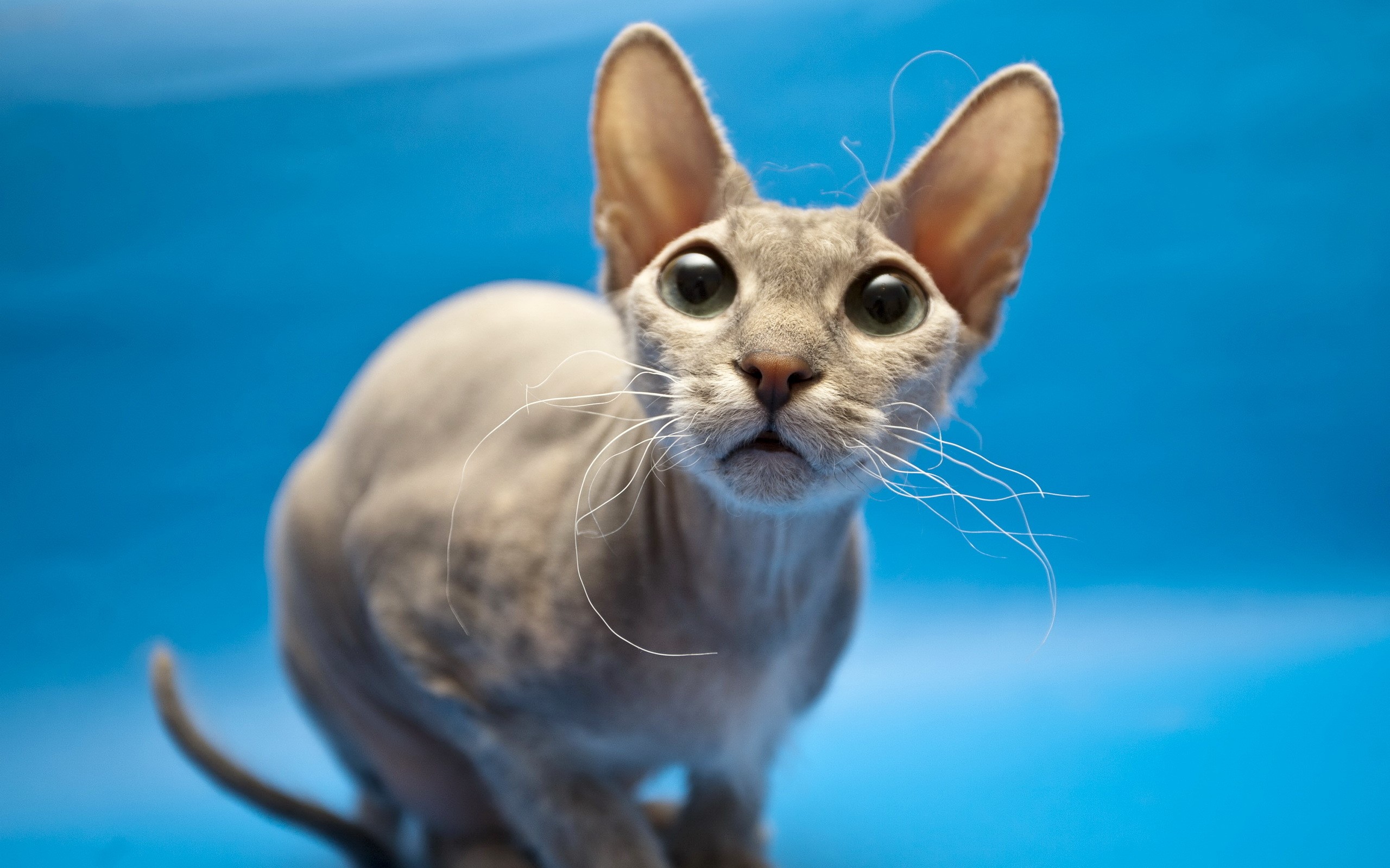 Sphynx cat with large ears on blue background HD Wallpaper
