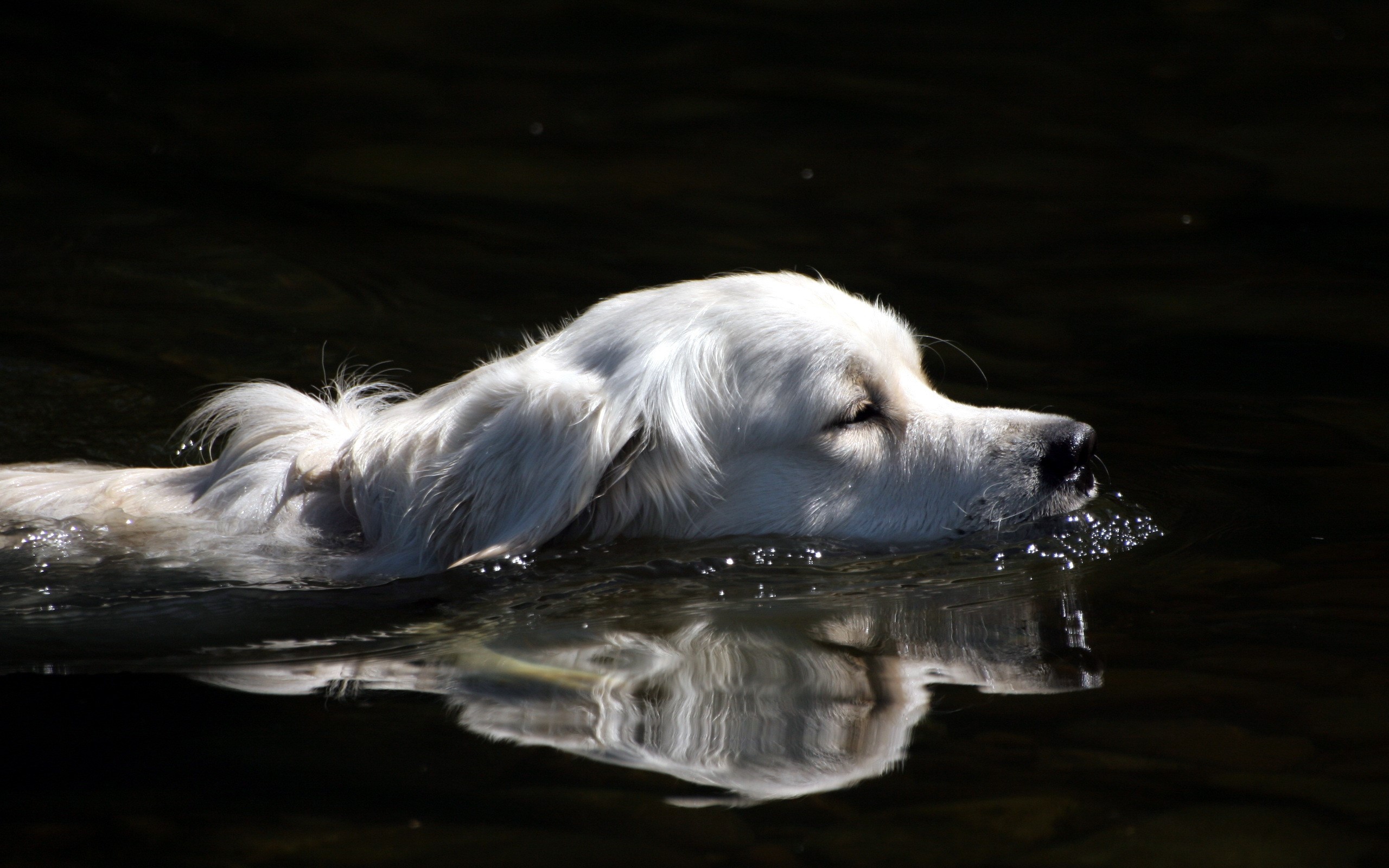 Golden Retriever swimming in dark water HD Wallpaper