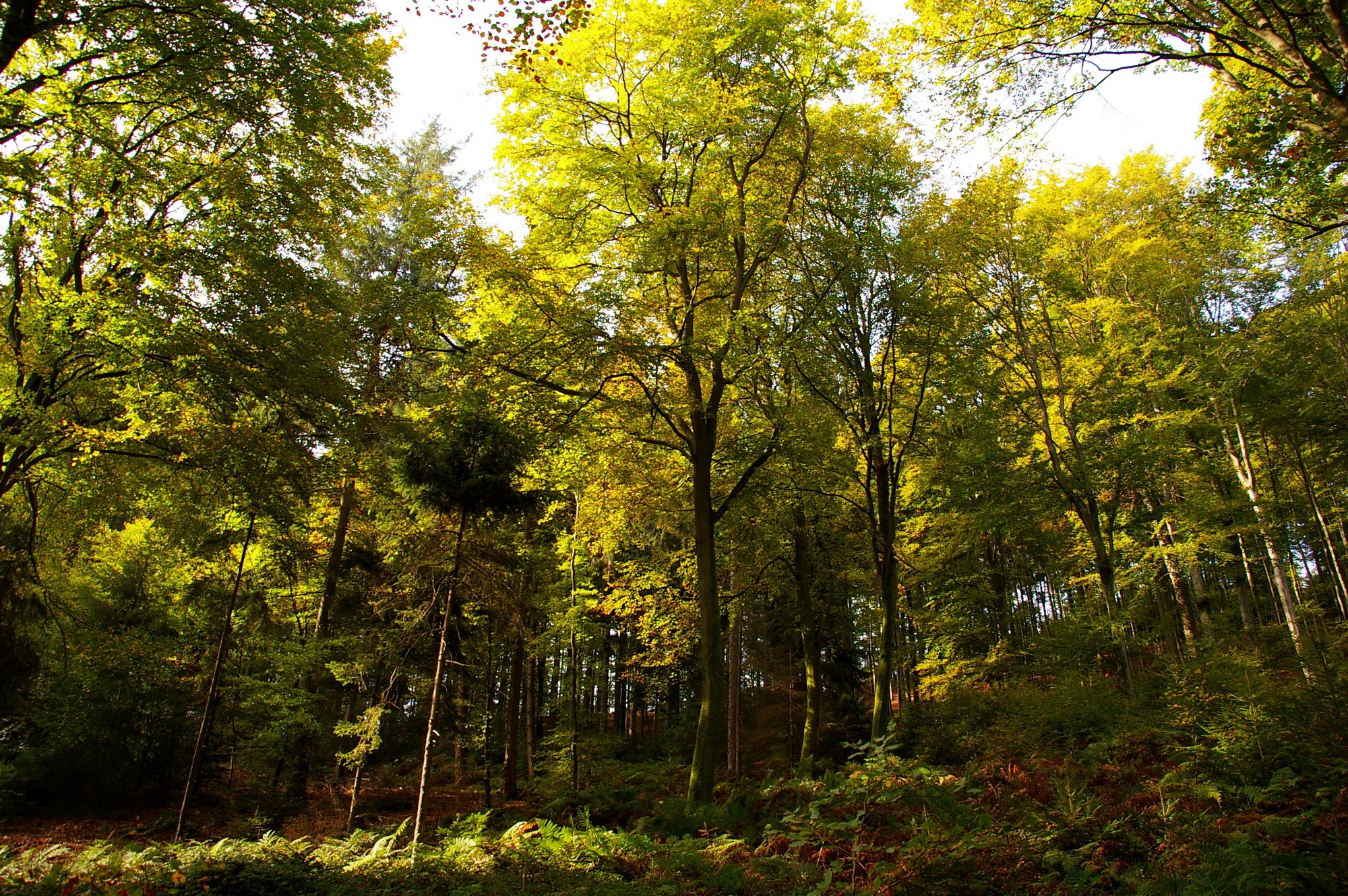Sunlight filtering through a dense forest canopy HD Wallpaper
