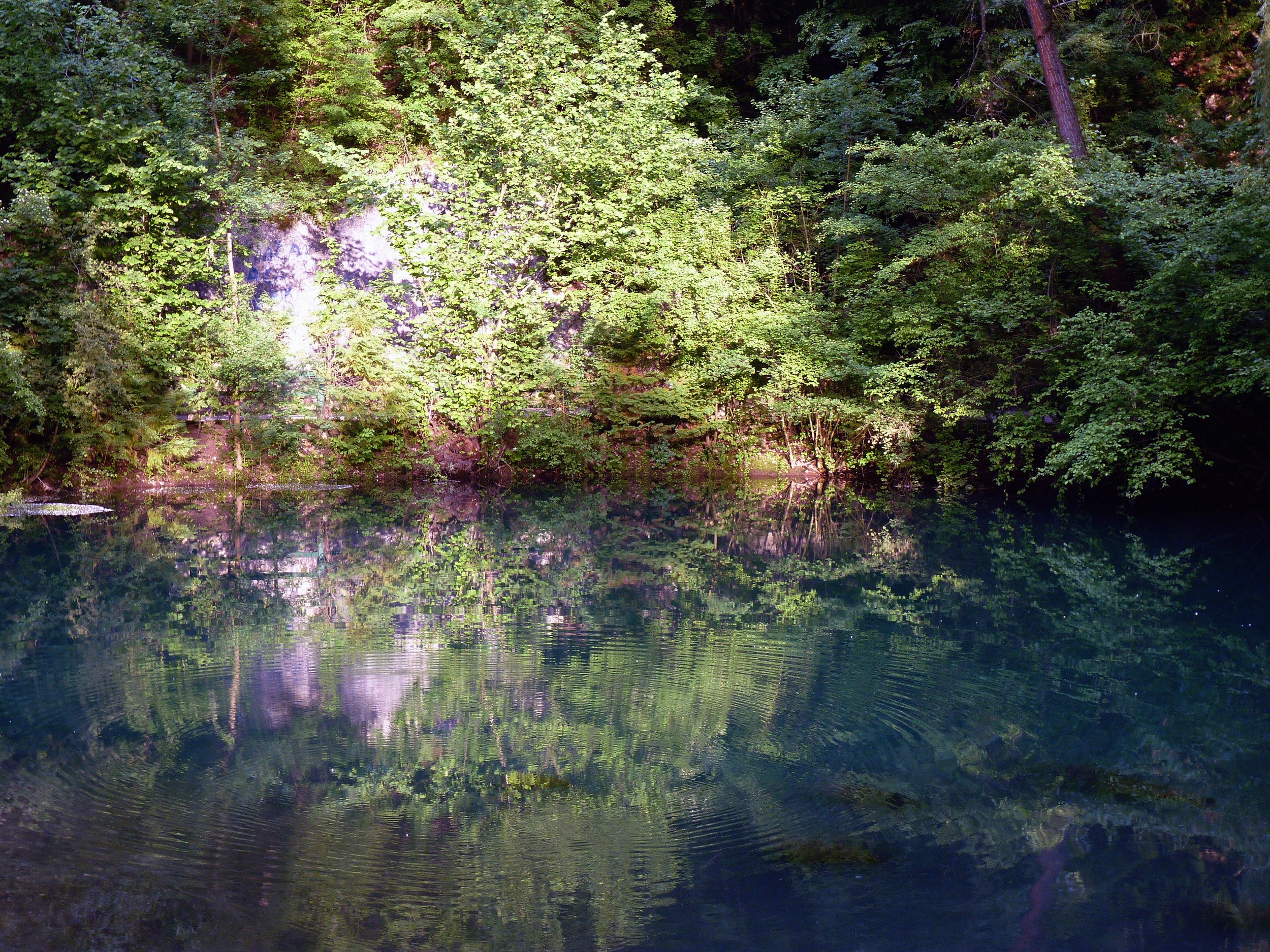 Forest lake with reflections HD Wallpaper