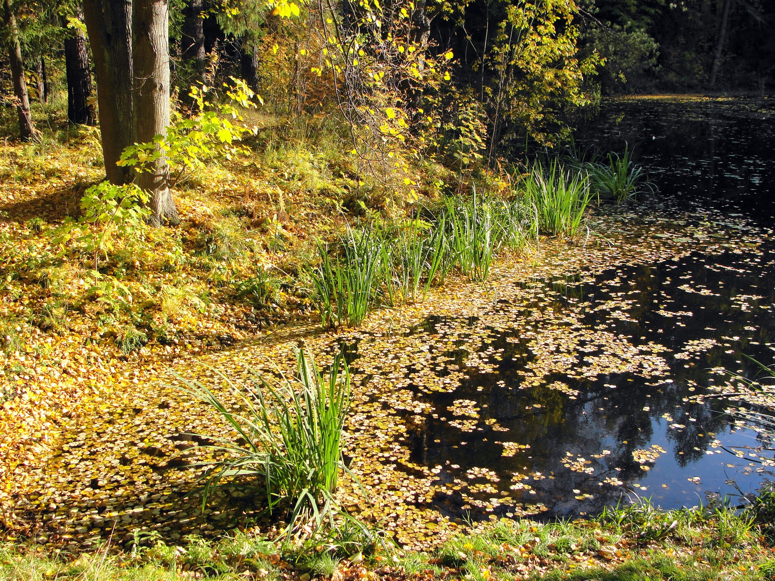 Autumn park with a pond covered in leaves HD Wallpaper