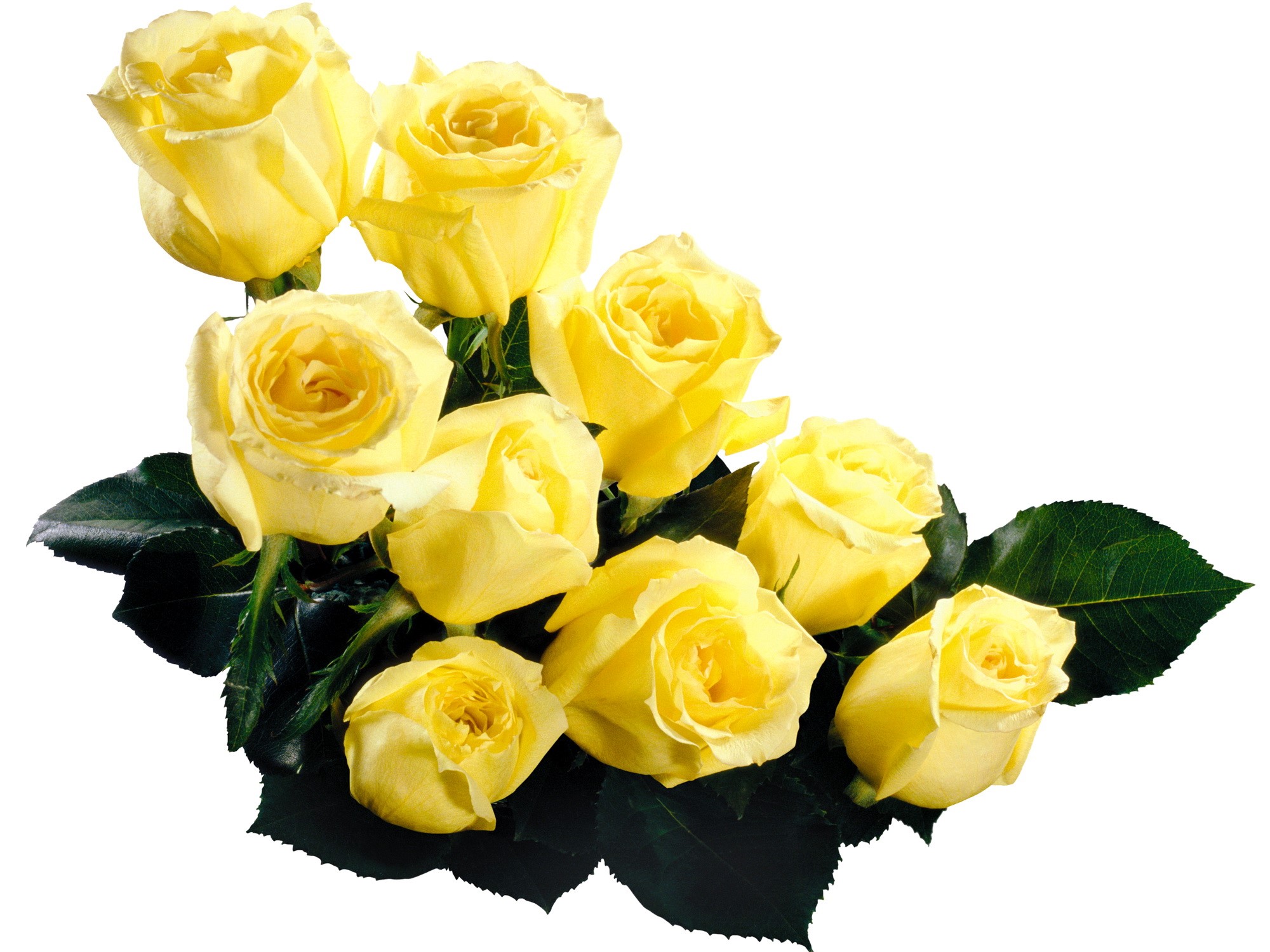 A bouquet of yellow roses HD Wallpaper