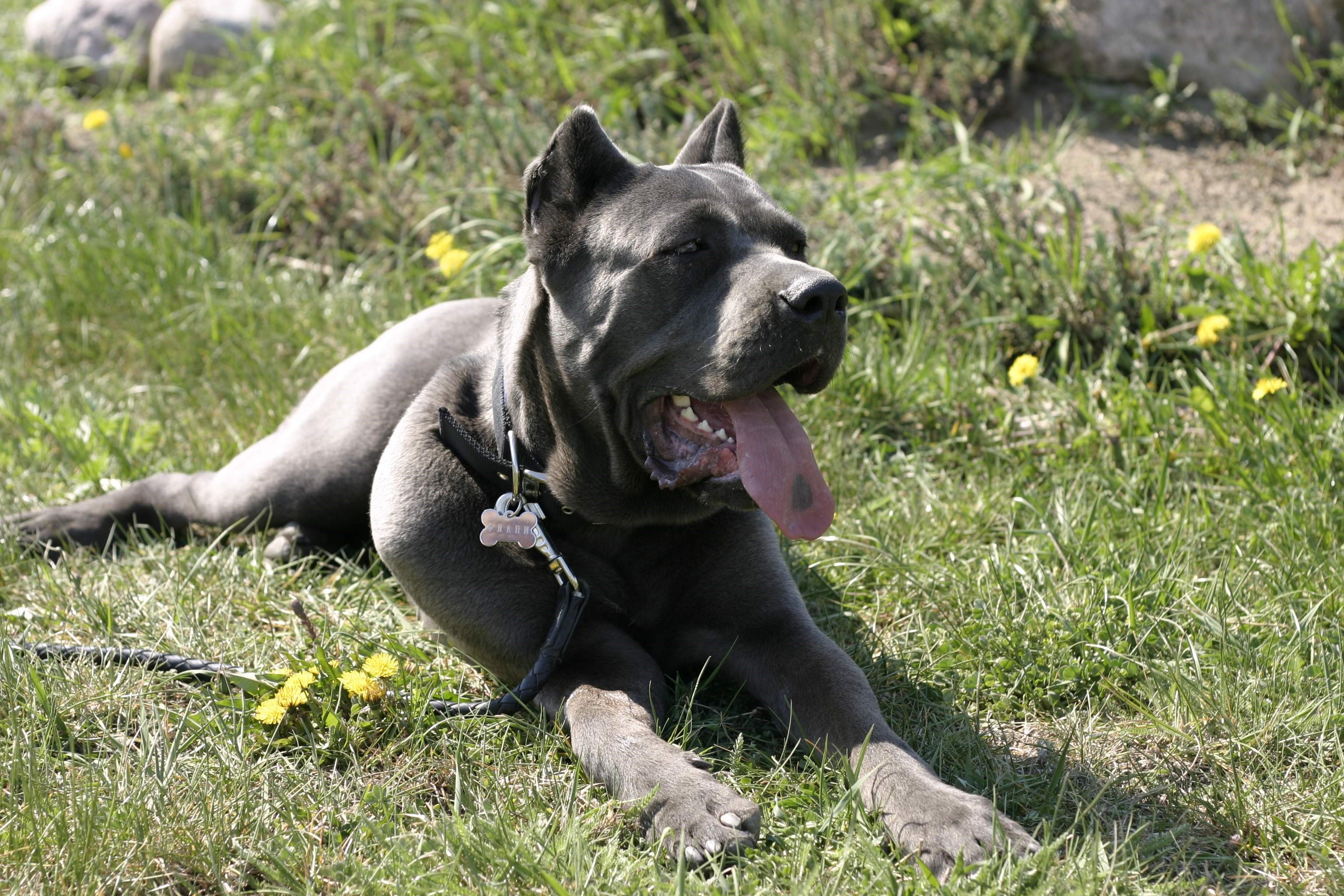 Cane Corso dog lying on grass HD Wallpaper
