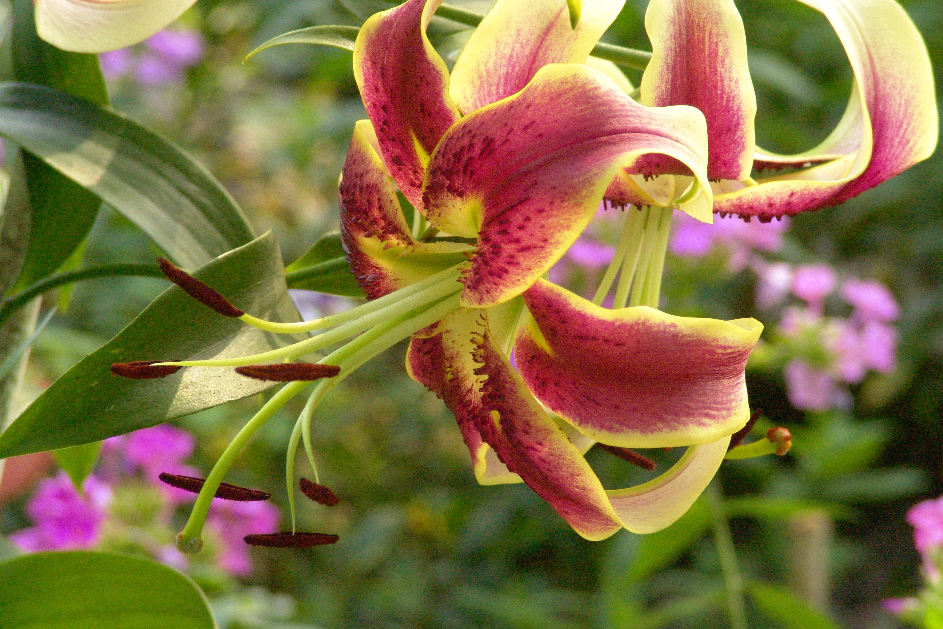 Close-up of a bicolor lily flower HD Wallpaper