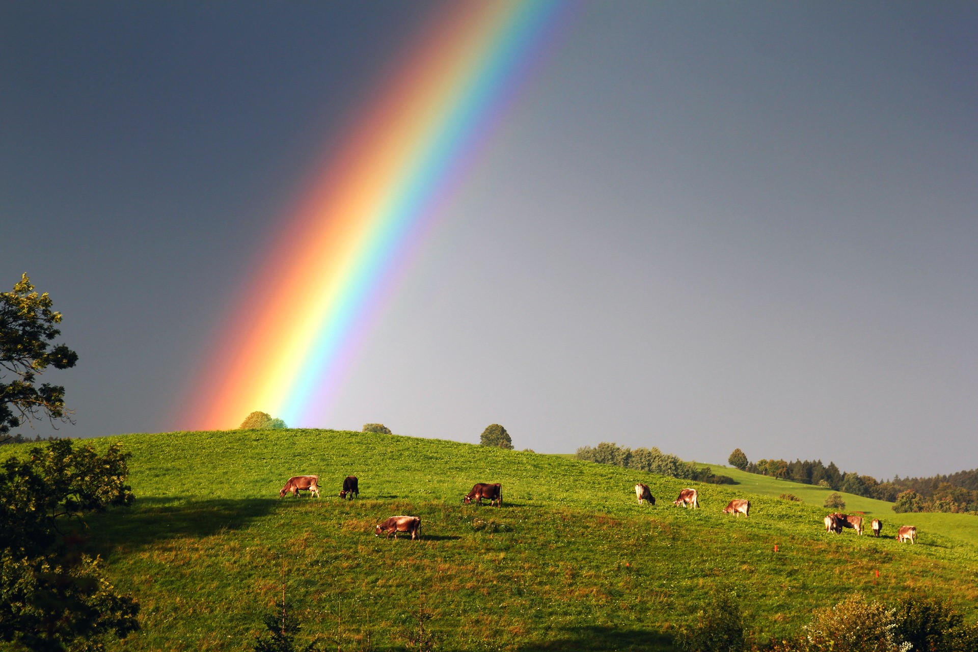 Rainbow over a green pasture with cows HD Wallpaper