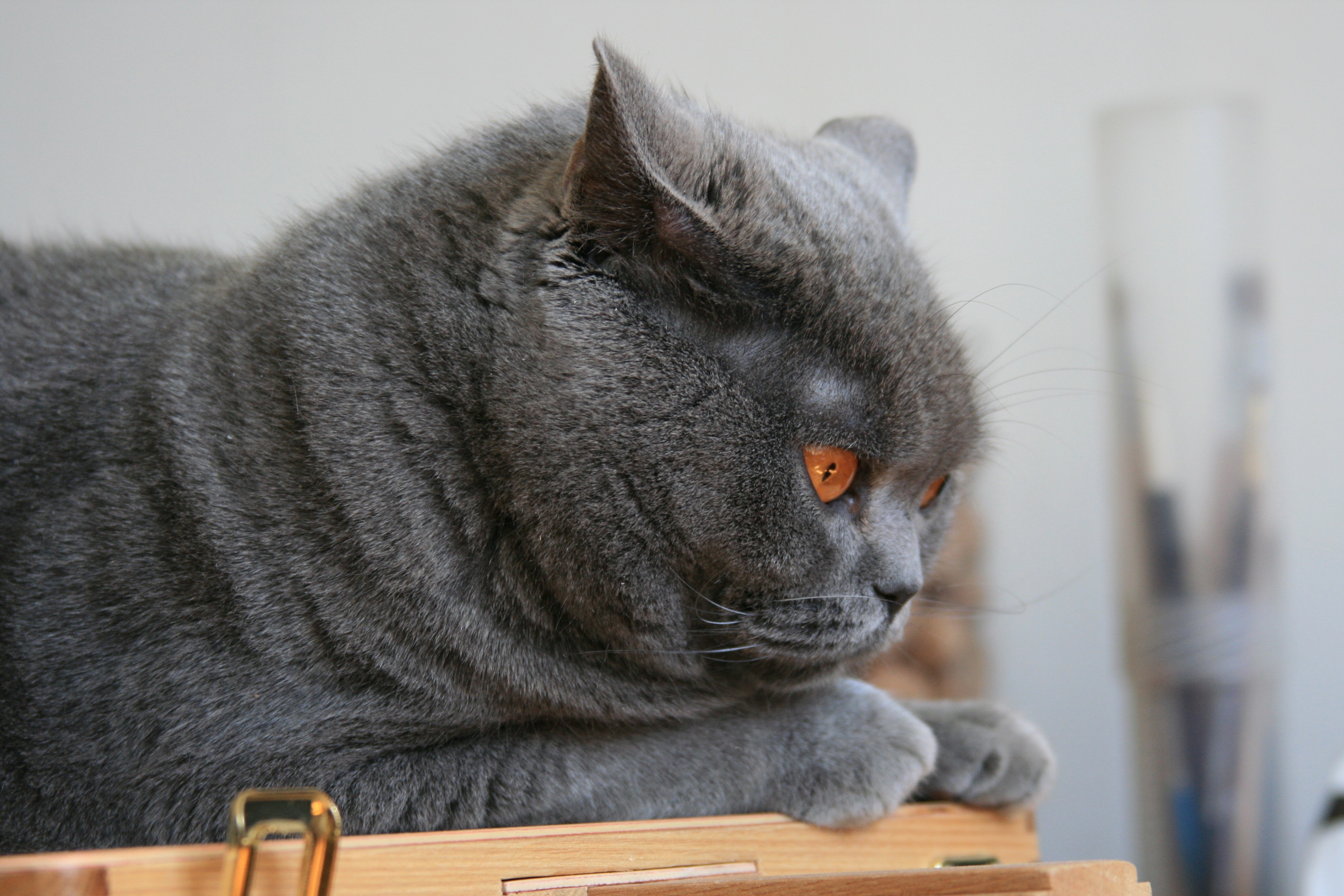 British Shorthair cat with orange eyes HD Wallpaper