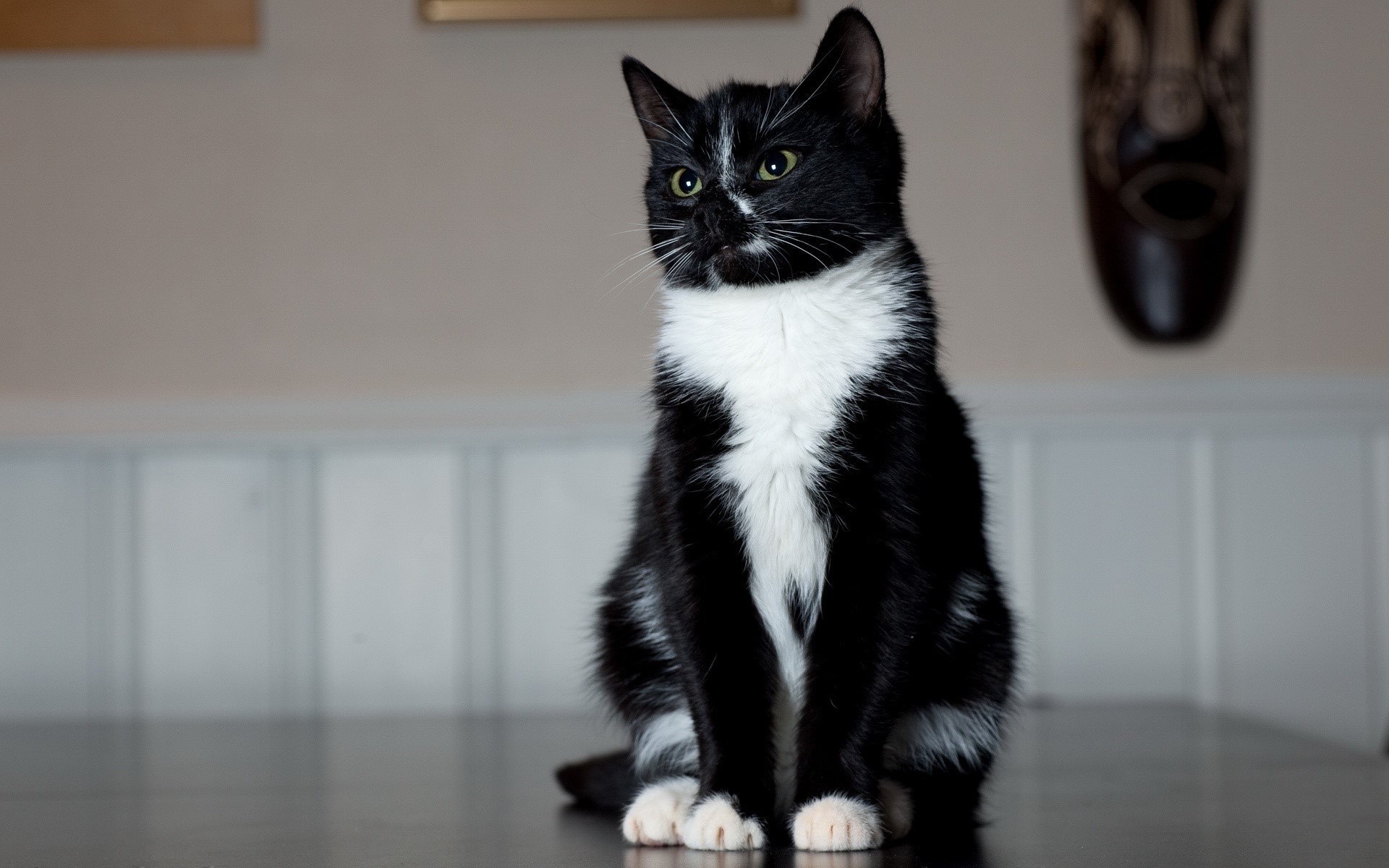 Black and white cat sitting on a table HD Wallpaper
