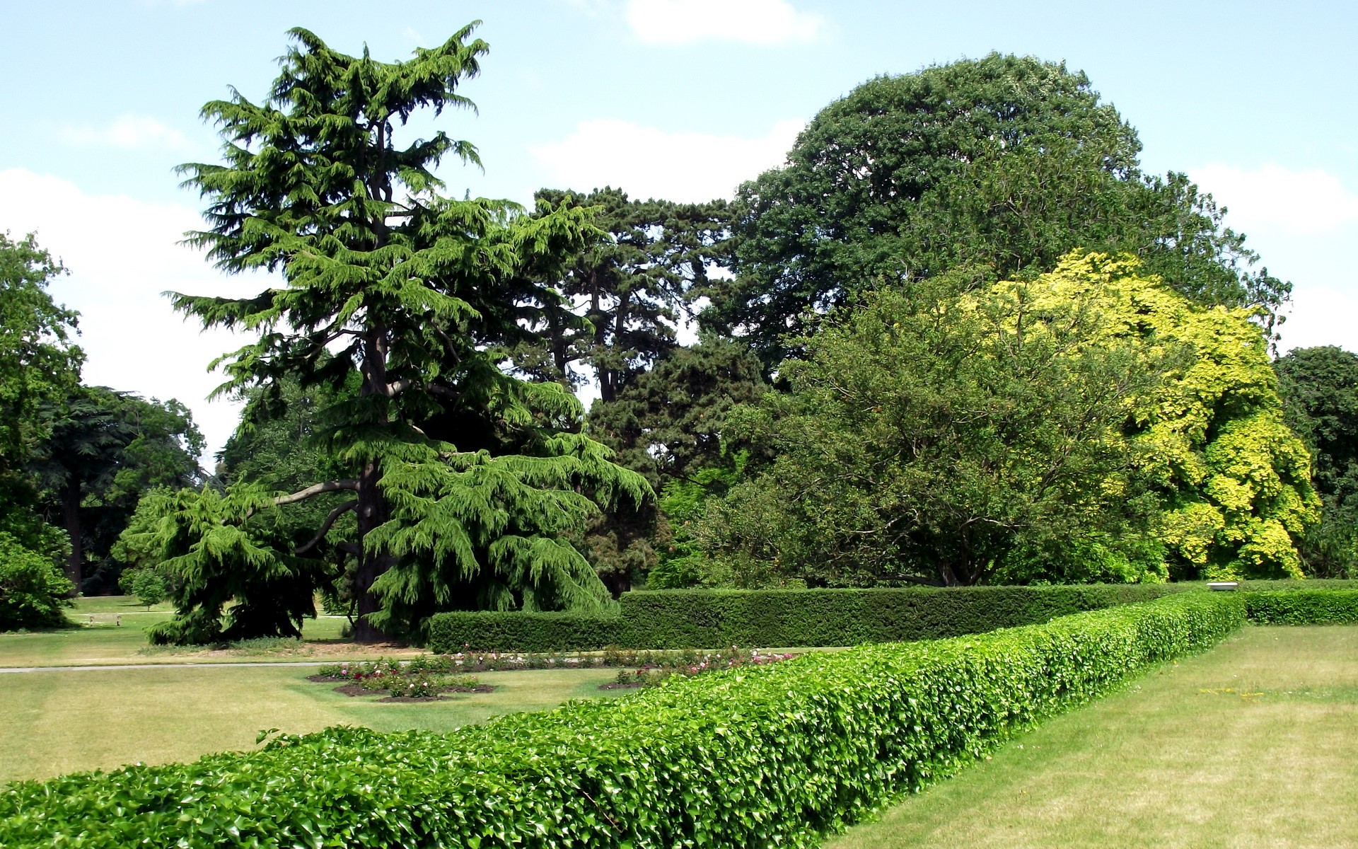 Park with trees and hedges HD Wallpaper