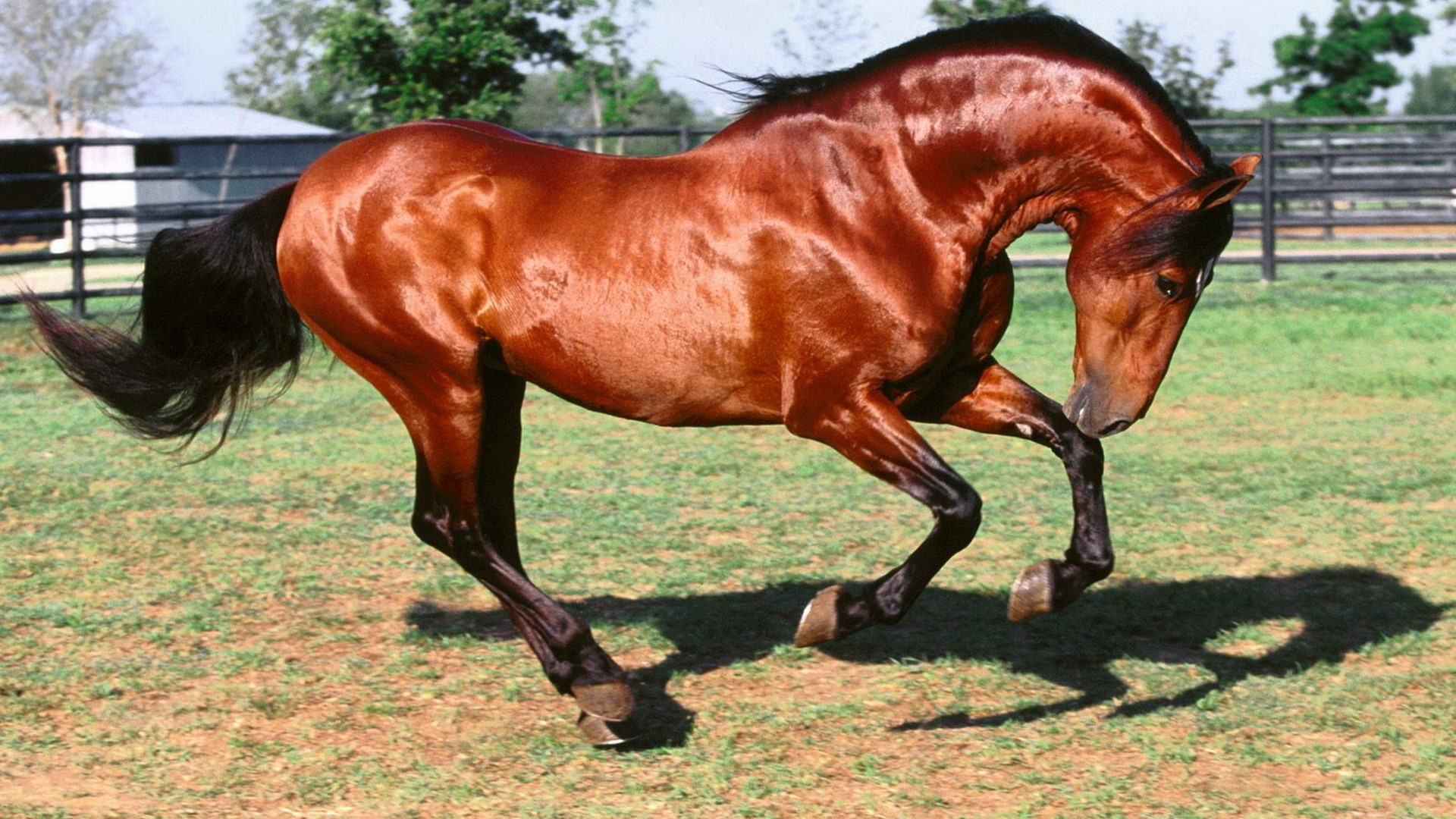 Brown horse running in a grassy field HD Wallpaper