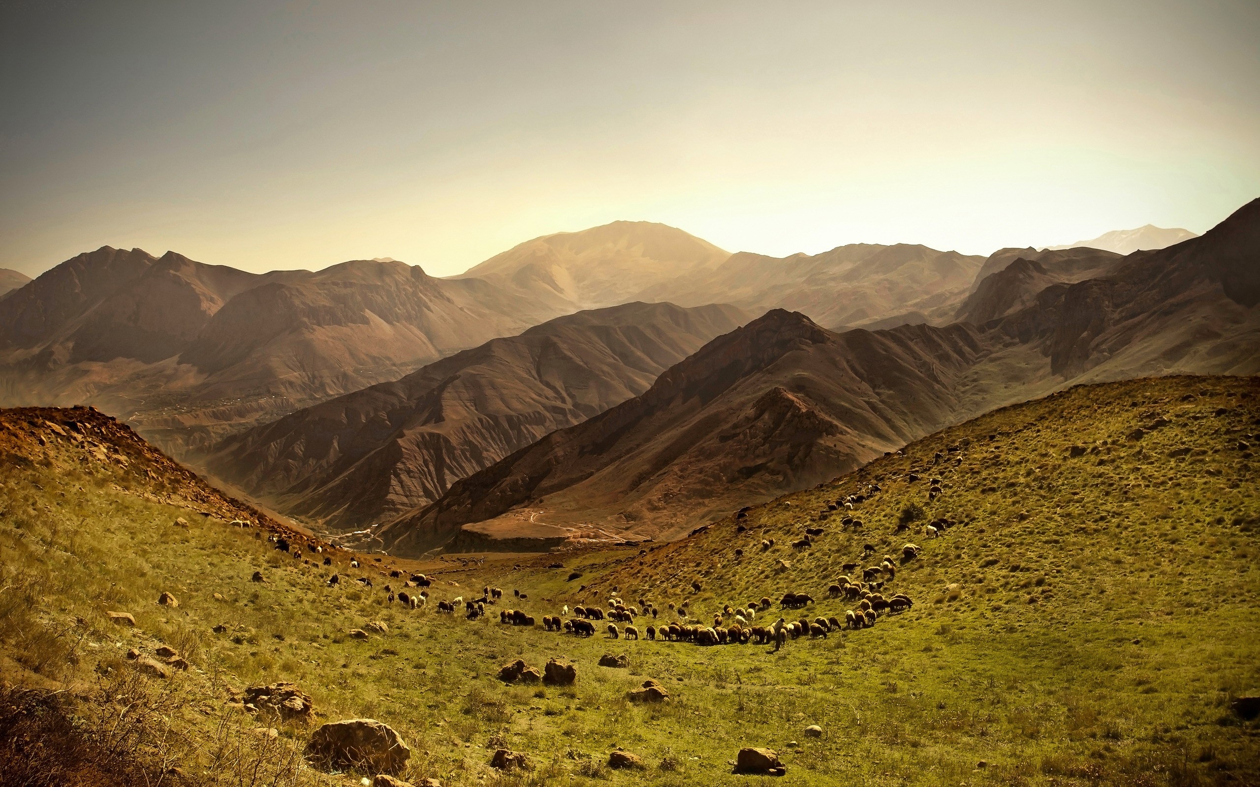 Sheep grazing in a mountain valley at sunset HD Wallpaper