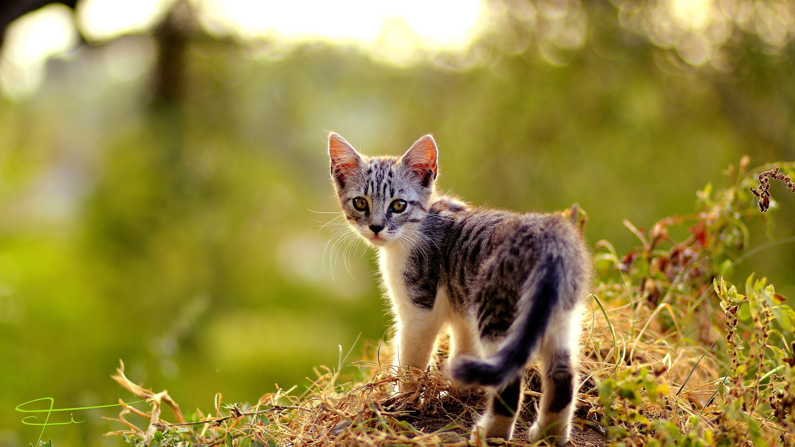 A tabby kitten looks back over its shoulder HD Wallpaper