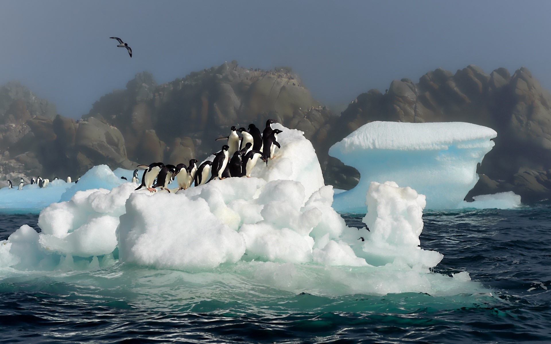 Penguins on an iceberg in Antarctica HD Wallpaper