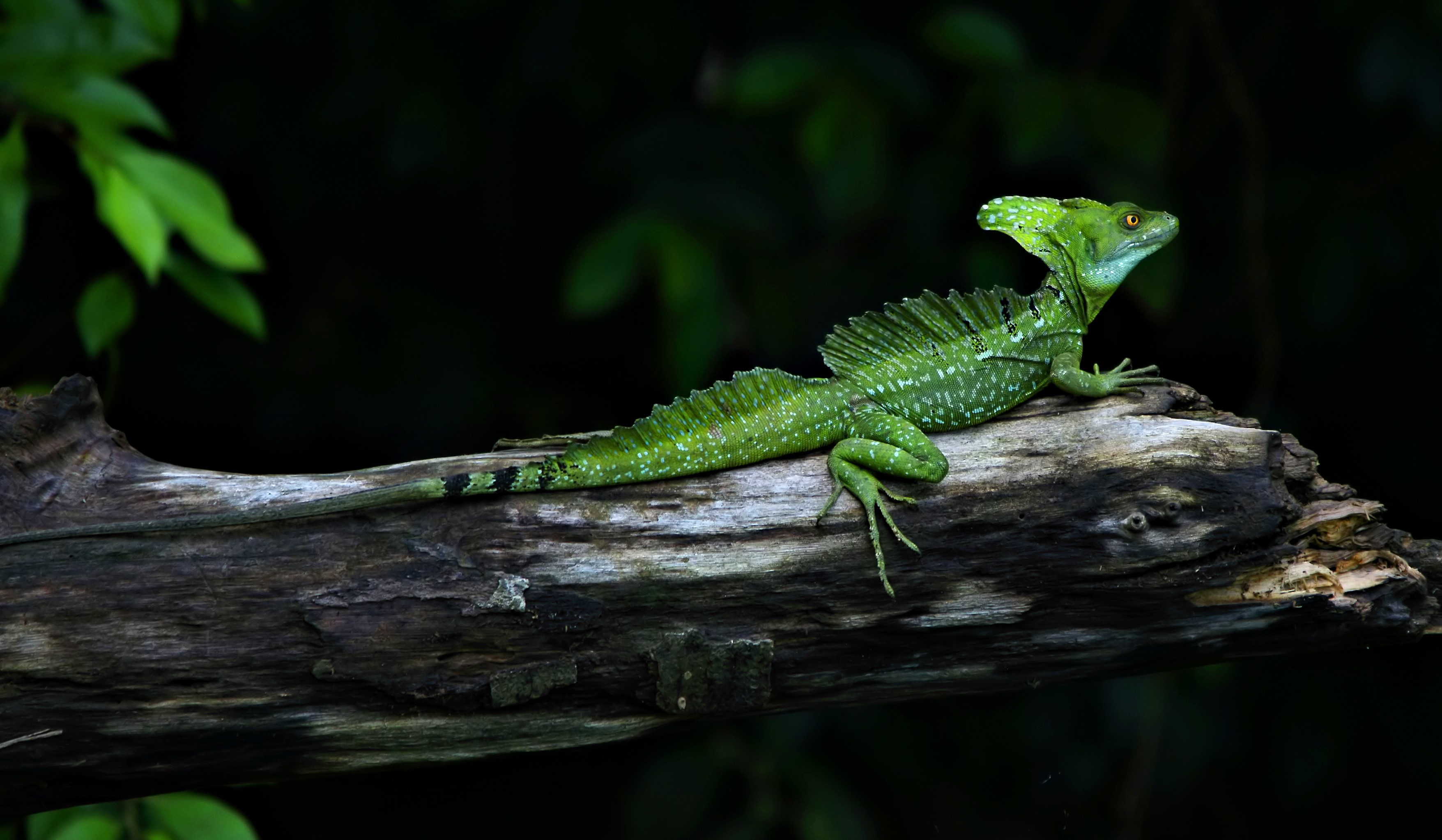 Green basilisk lizard on a log HD Wallpaper