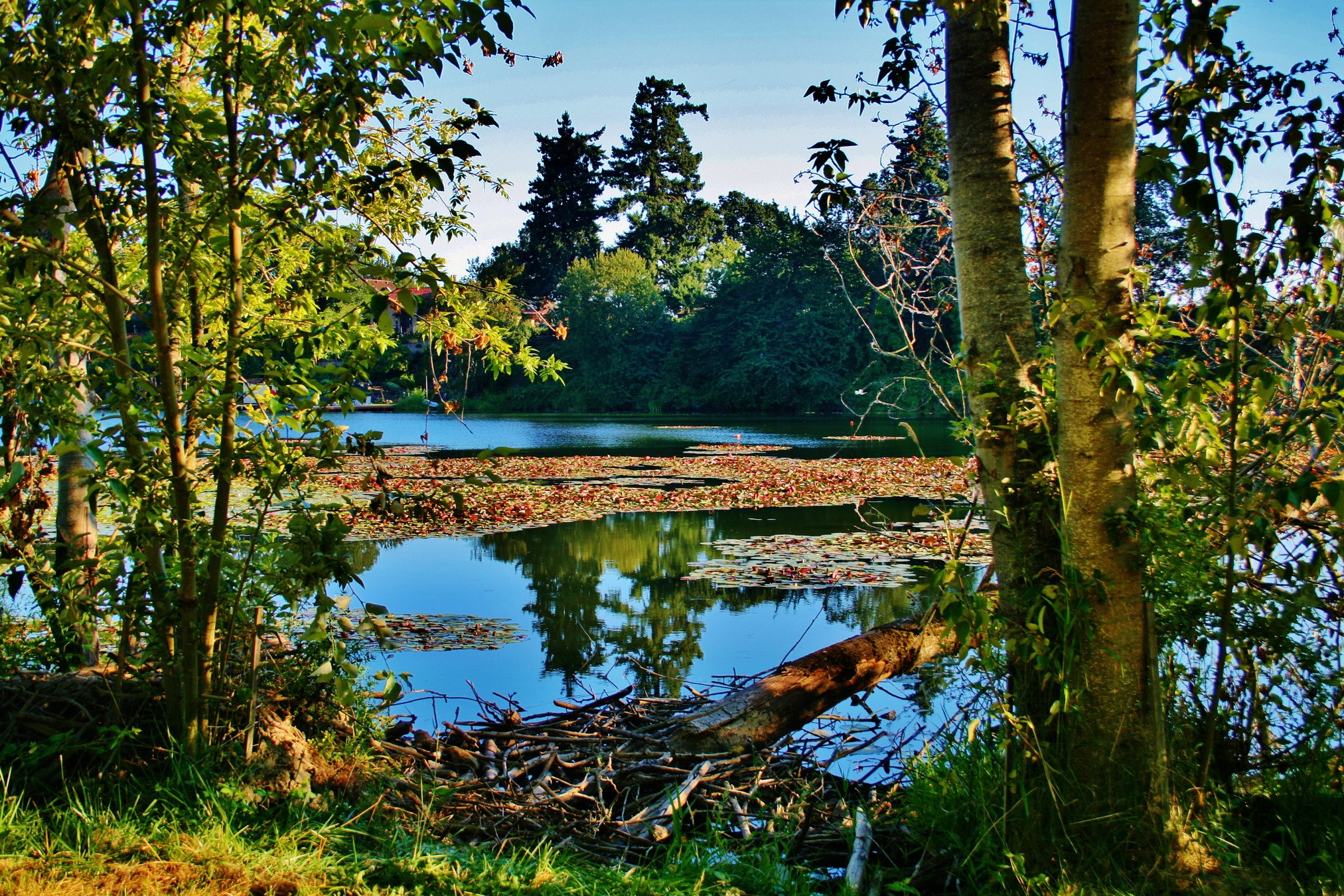 Lake with lily pads and trees HD Wallpaper