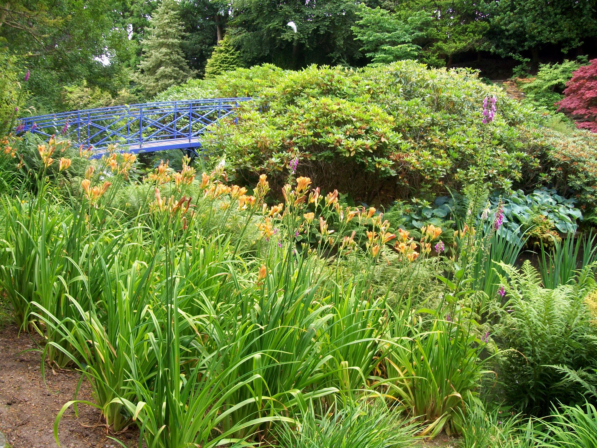 A blue bridge over a garden with flowers HD Wallpaper