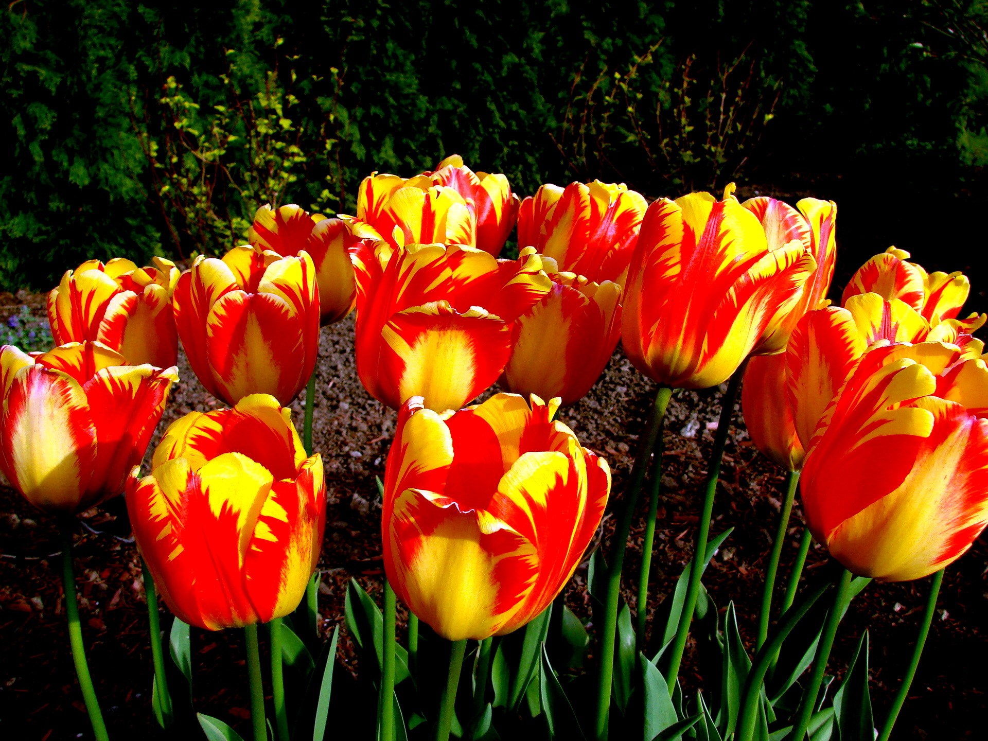 Red and yellow tulips in a garden HD Wallpaper