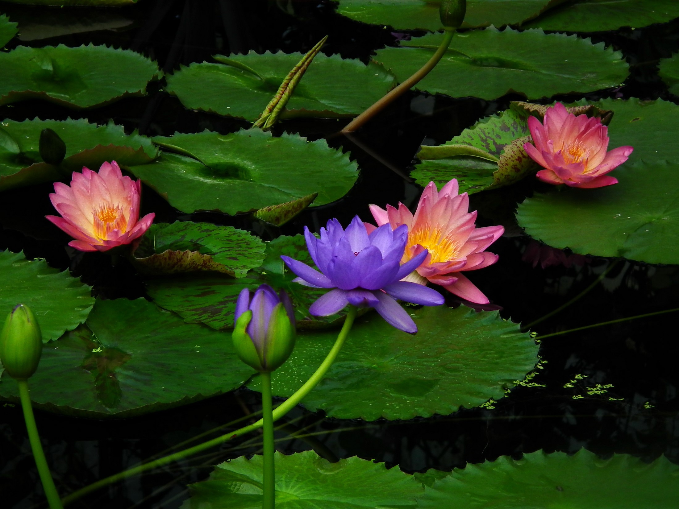 Water lilies in a pond HD Wallpaper