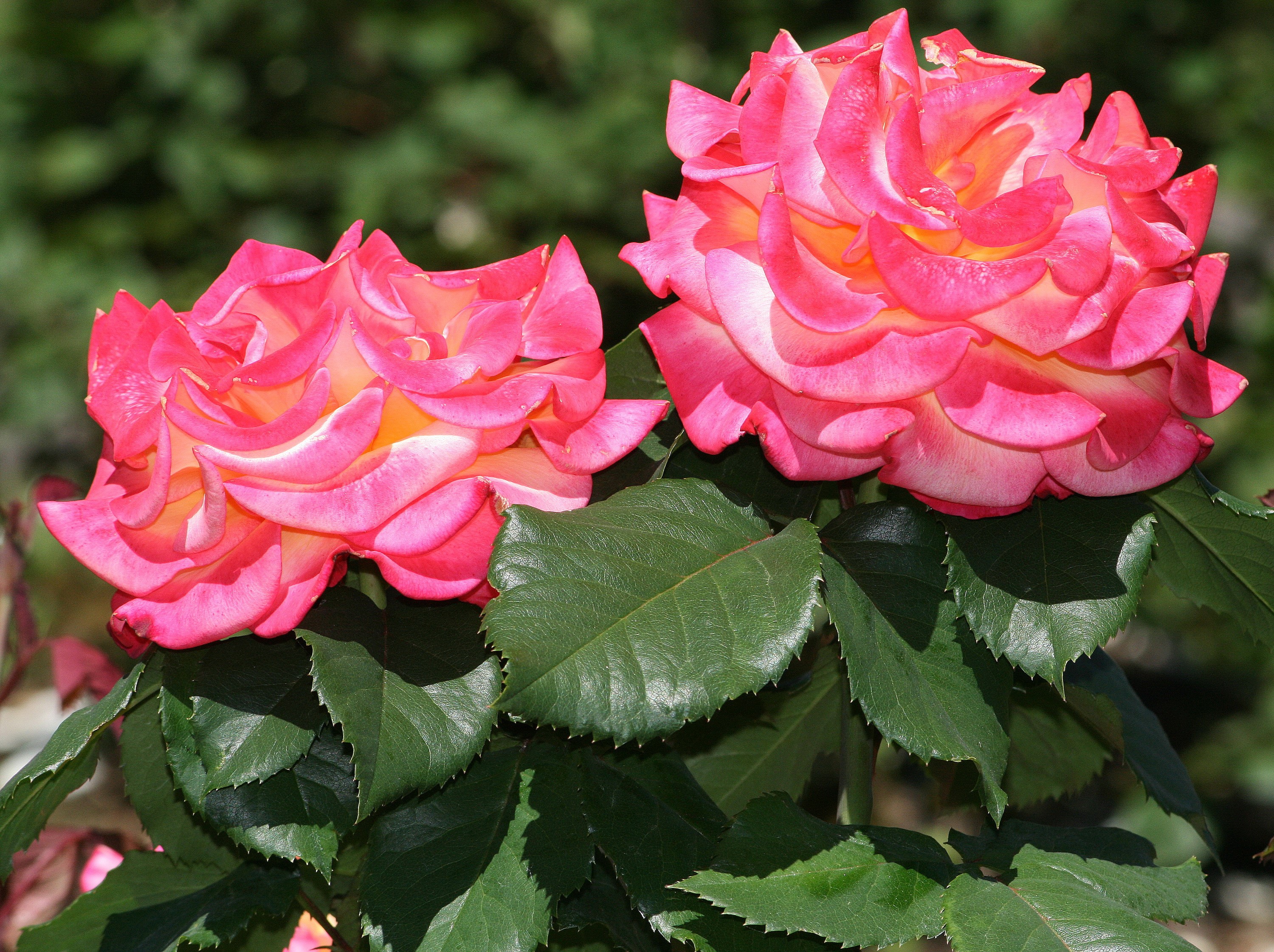 Two pink and yellow roses with green leaves HD Wallpaper