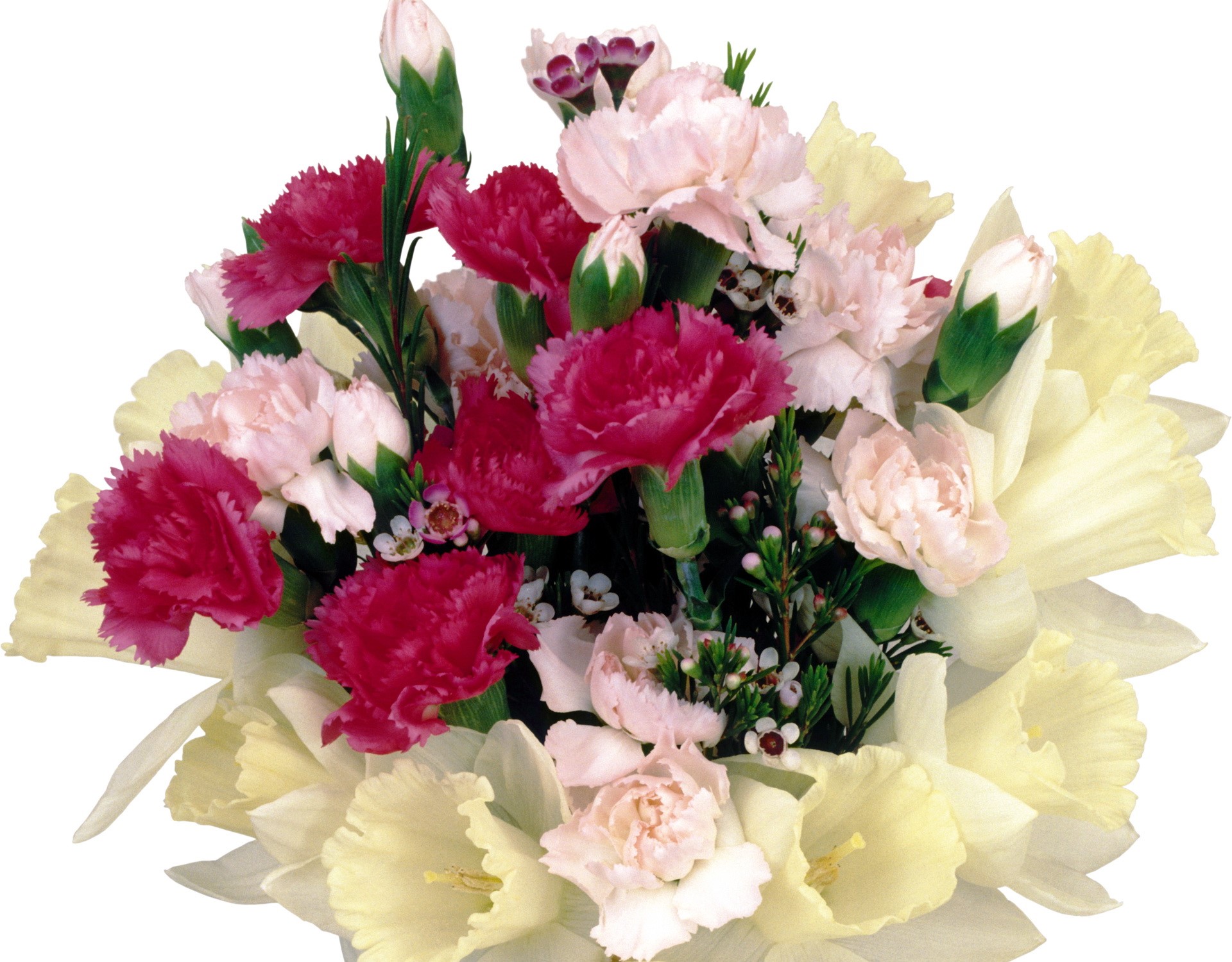 Bouquet of Carnations and Daffodils HD Wallpaper