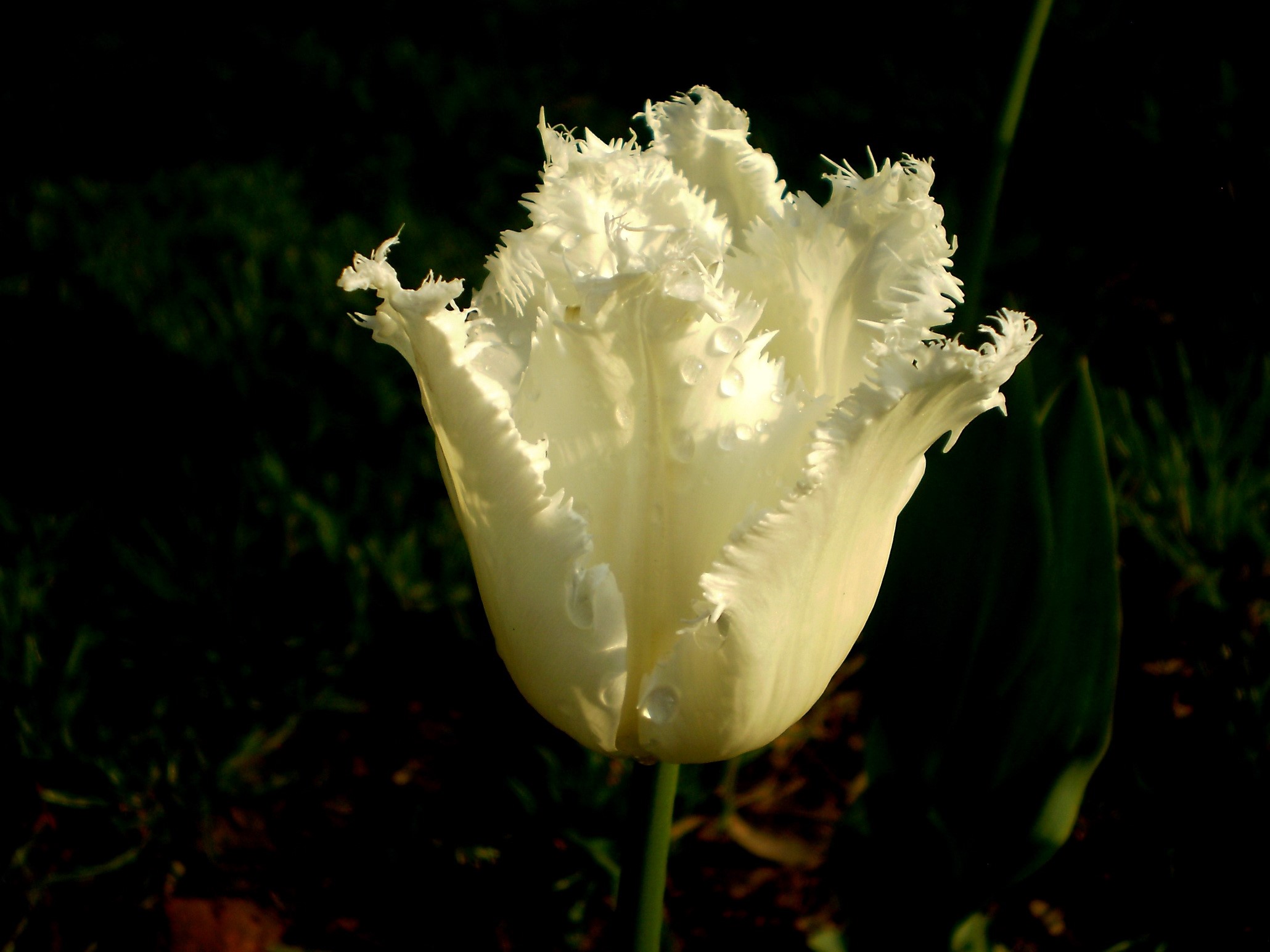 White fringed tulip with water droplets HD Wallpaper
