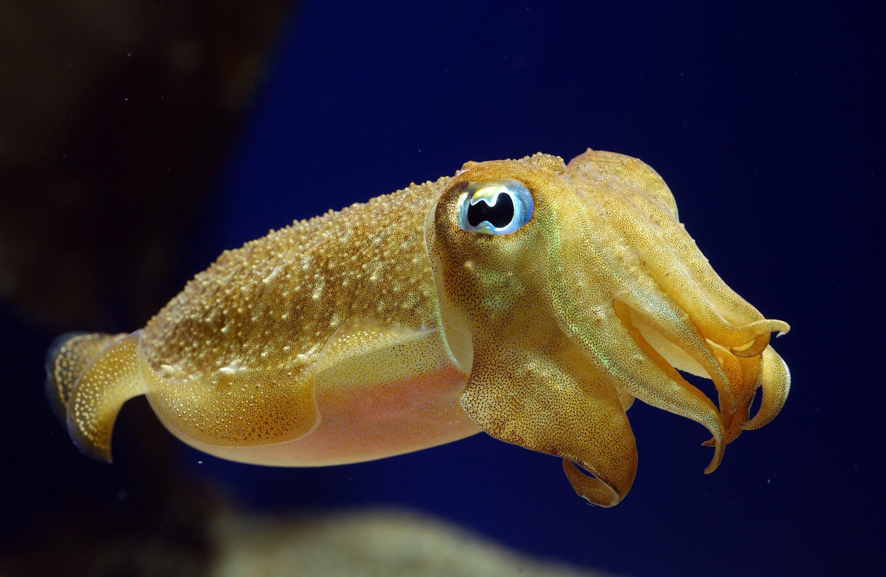 Cuttlefish swimming in dark blue water HD Wallpaper
