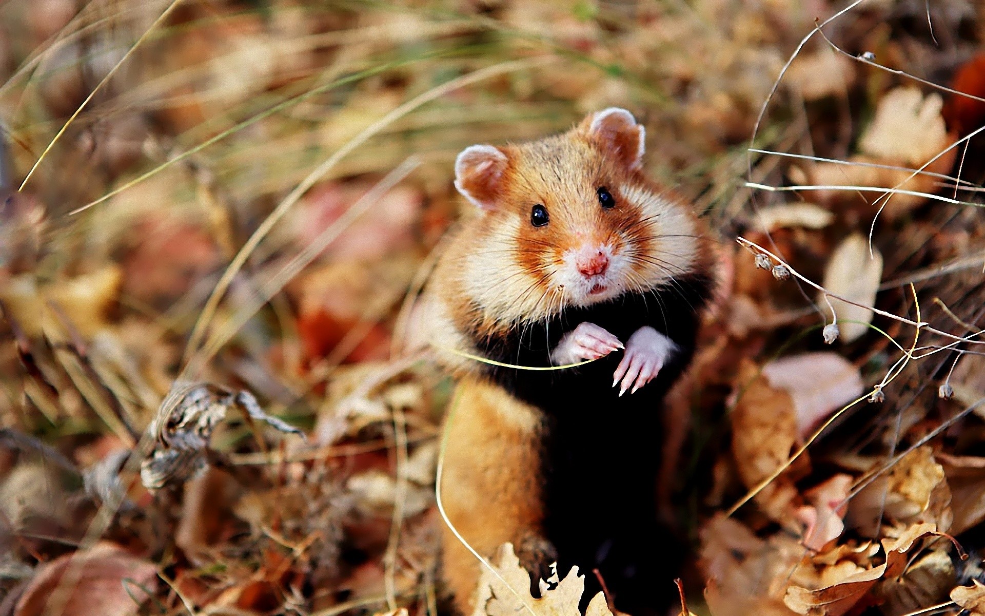 Syrian hamster sitting in dry leaves and grass HD Wallpaper