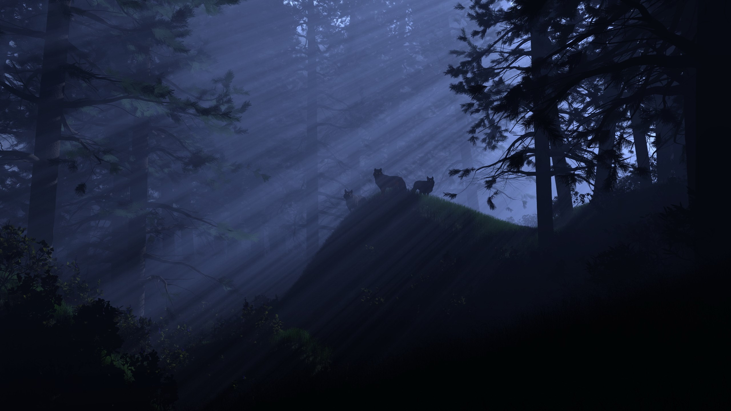 Wolves in a misty forest with sunbeams HD Wallpaper