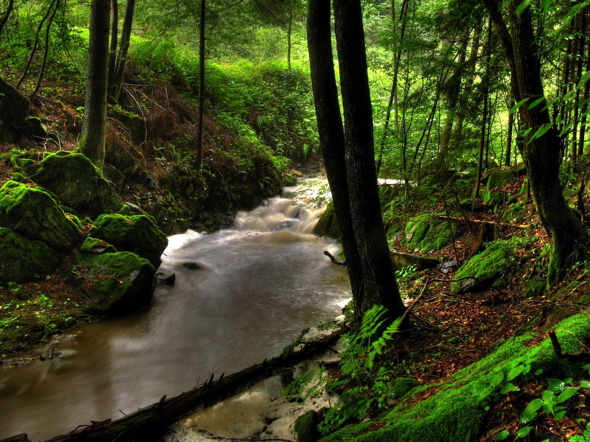 A forest stream flows through moss-covered rocks and trees HD Wallpaper