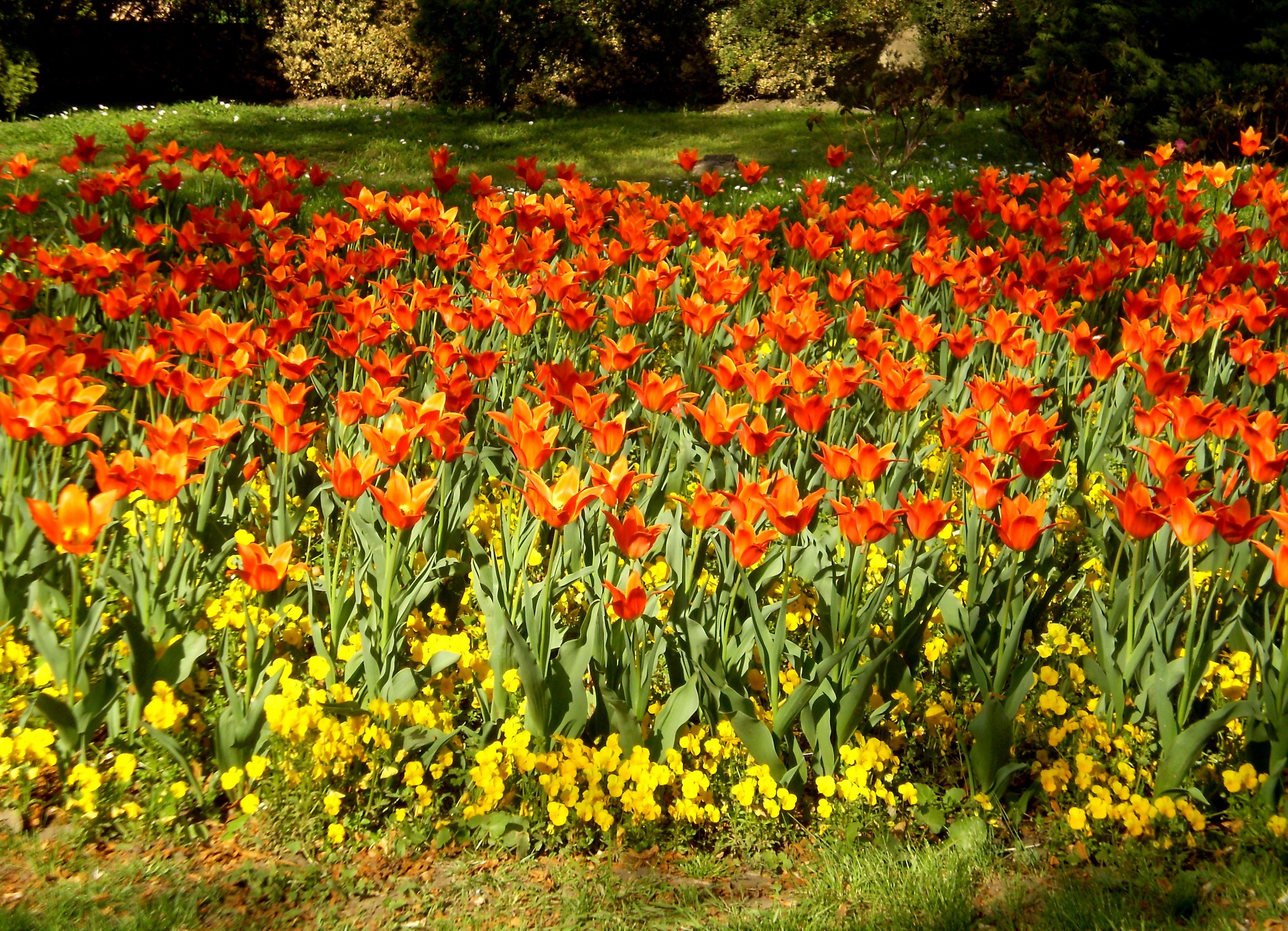 Field of orange tulips and yellow flowers HD Wallpaper