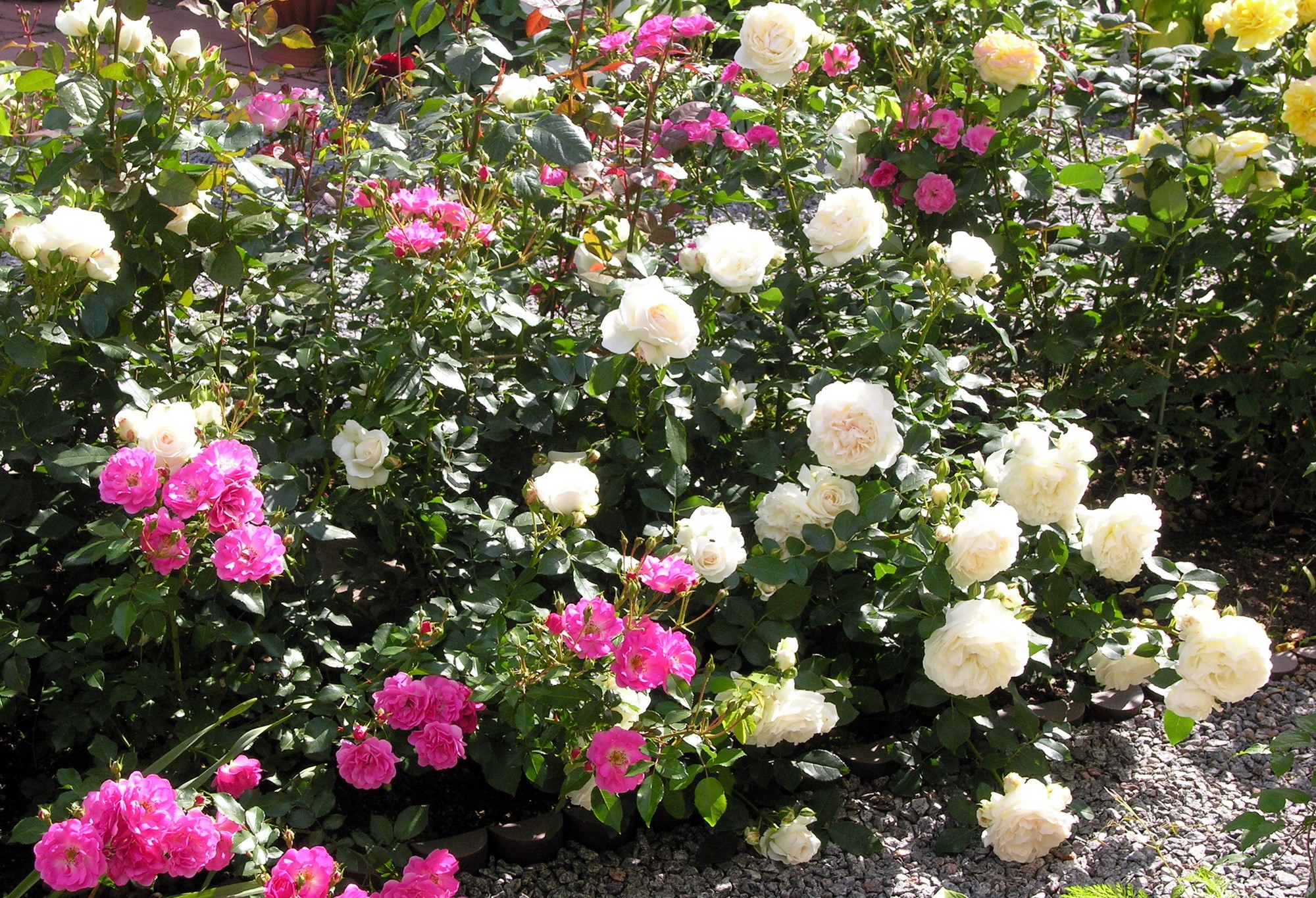 A garden bed filled with blooming pink and white roses. HD Wallpaper