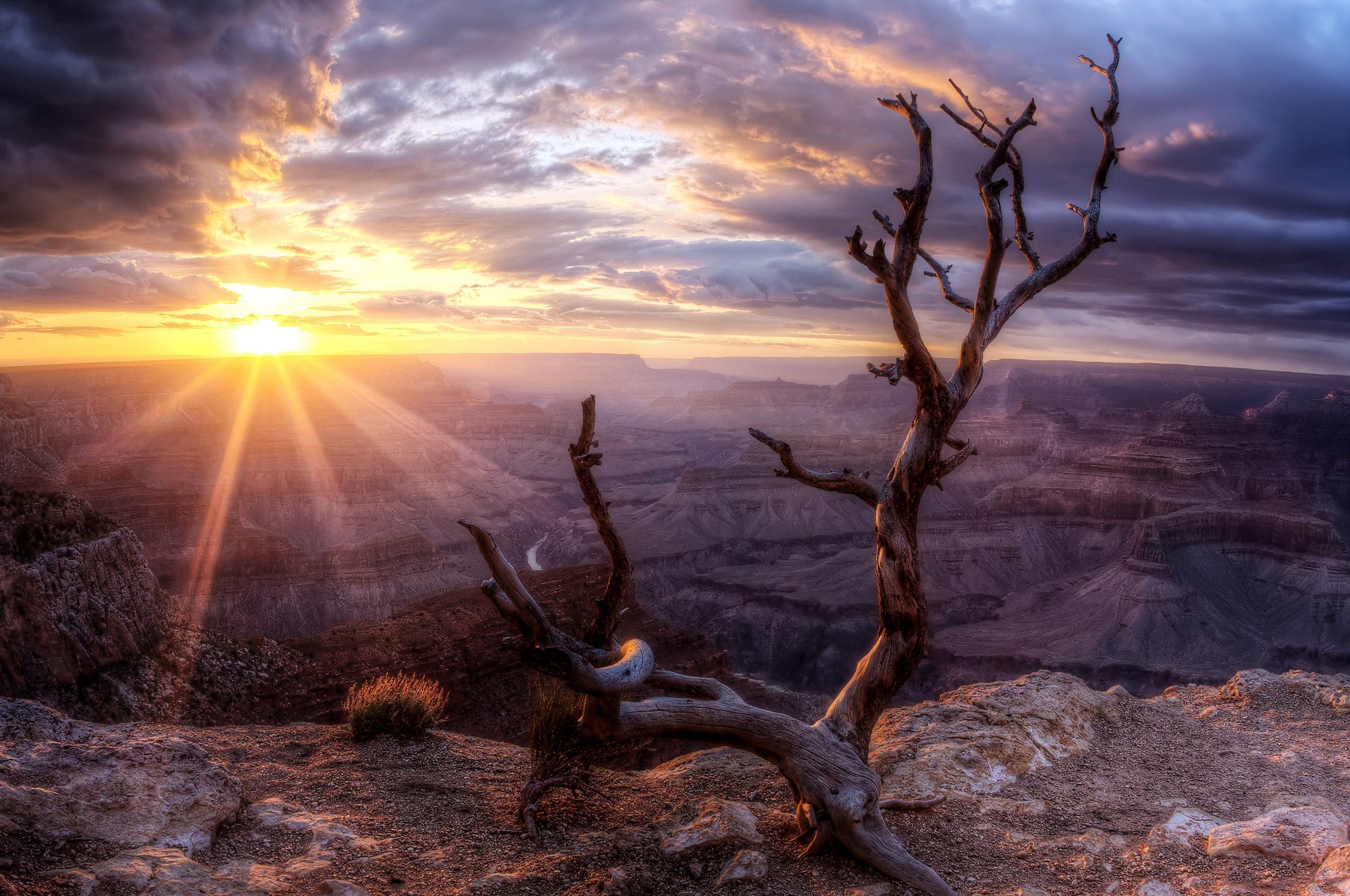 Grand Canyon at sunset with dead tree HD Wallpaper