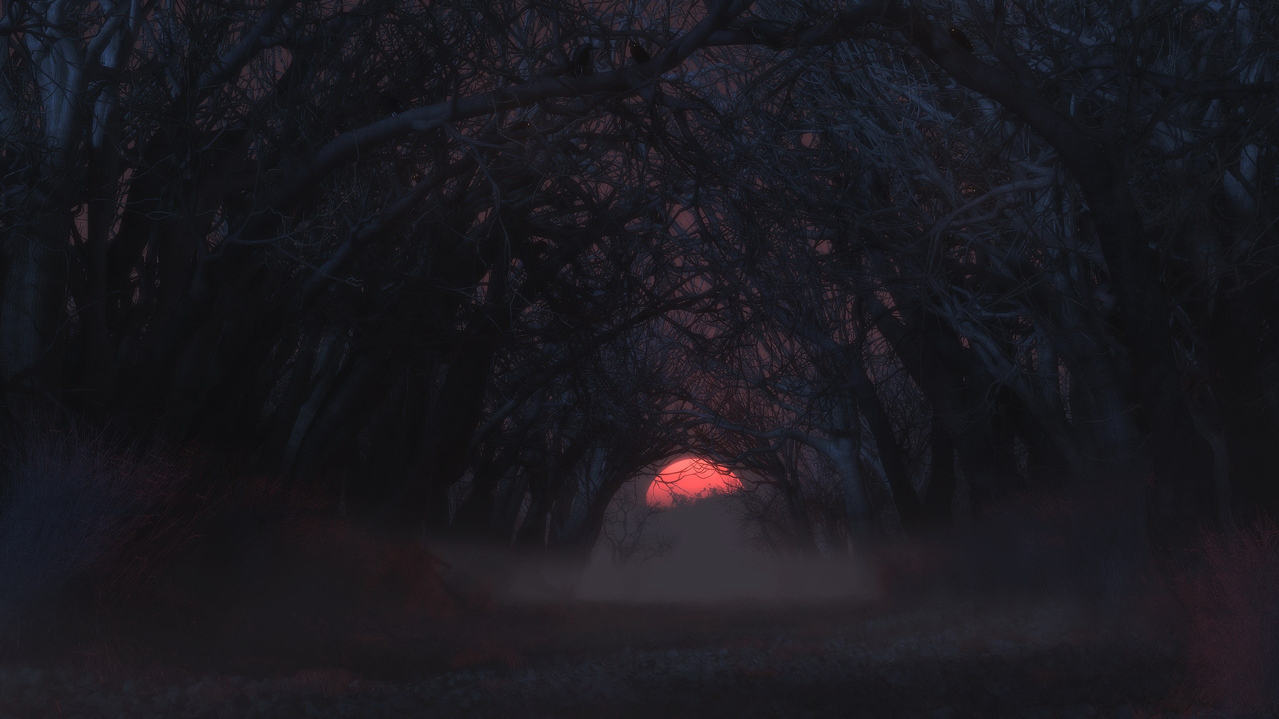 Dark forest path with red sun and fog HD Wallpaper
