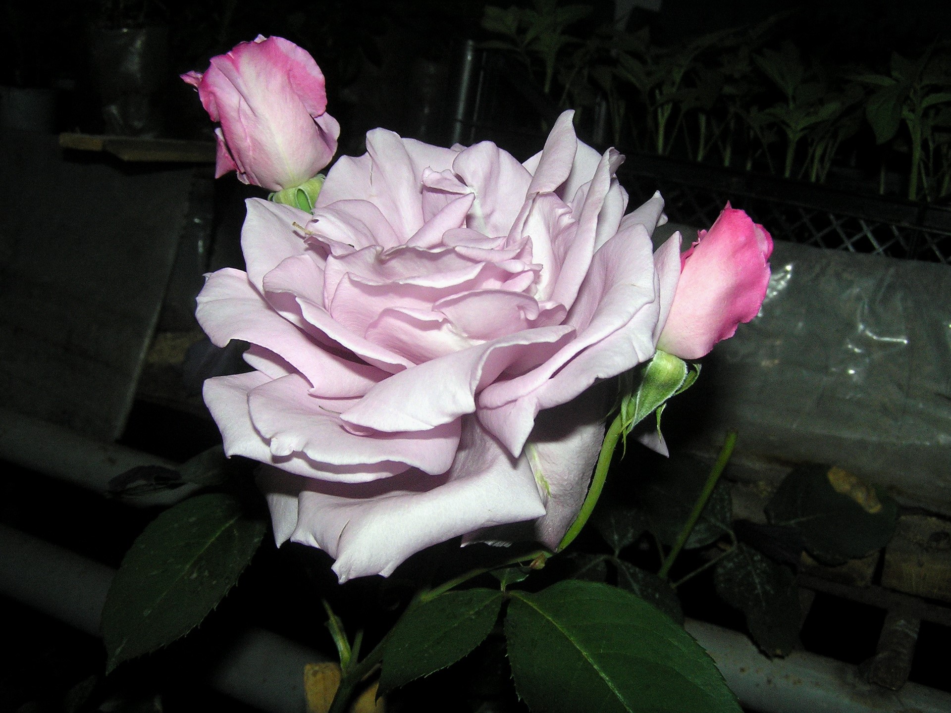 A light purple rose with pink buds HD Wallpaper