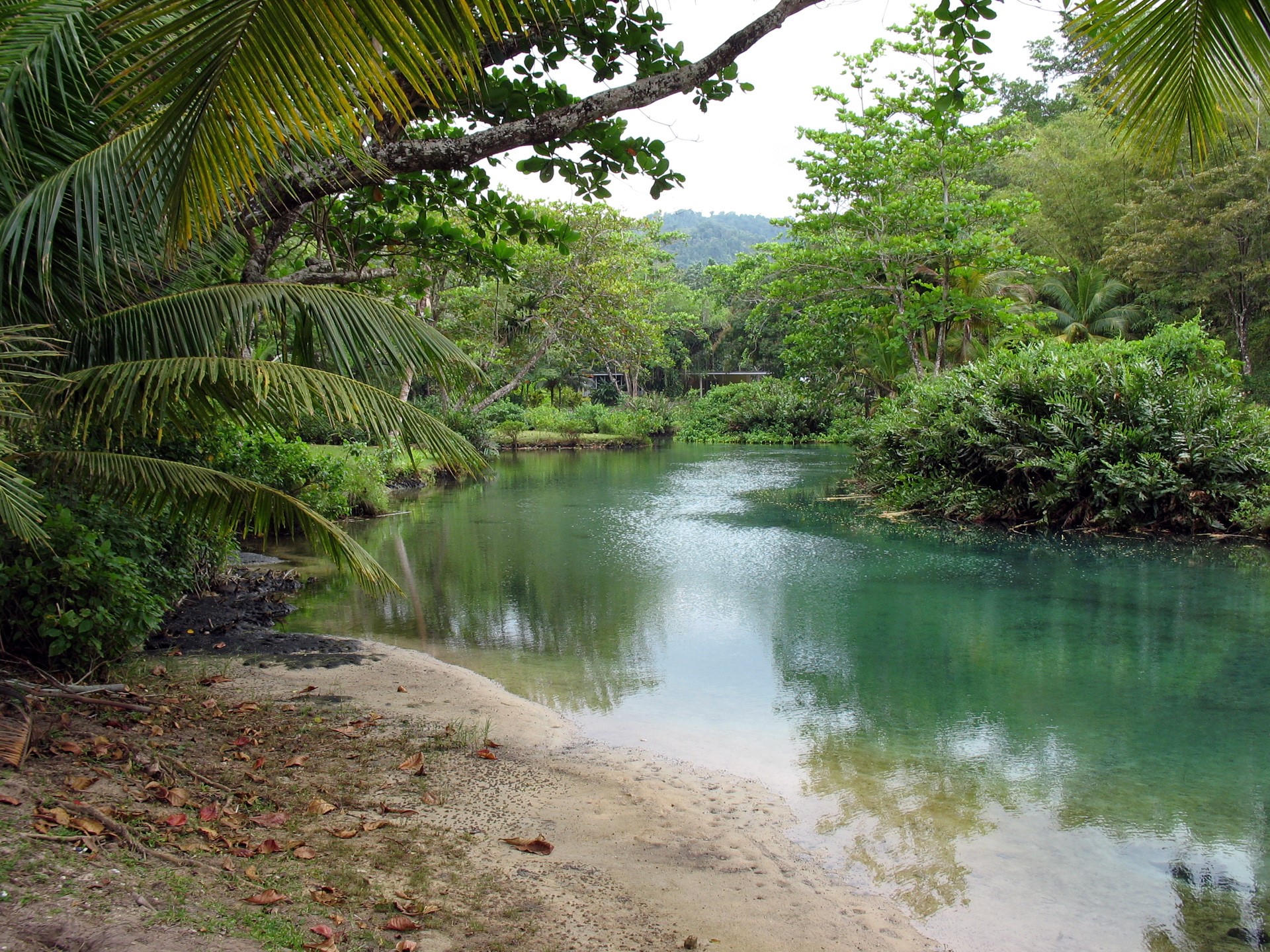 Tropical river with palm trees and lush vegetation HD Wallpaper