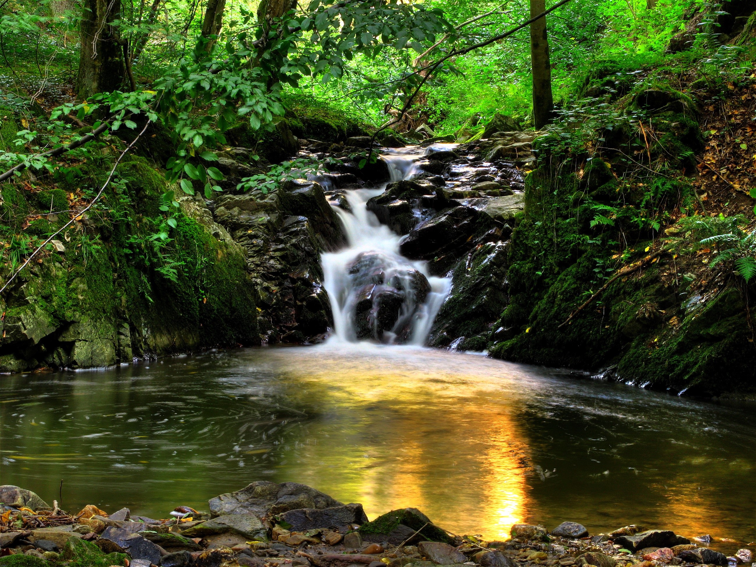 Waterfall in a lush green forest HD Wallpaper