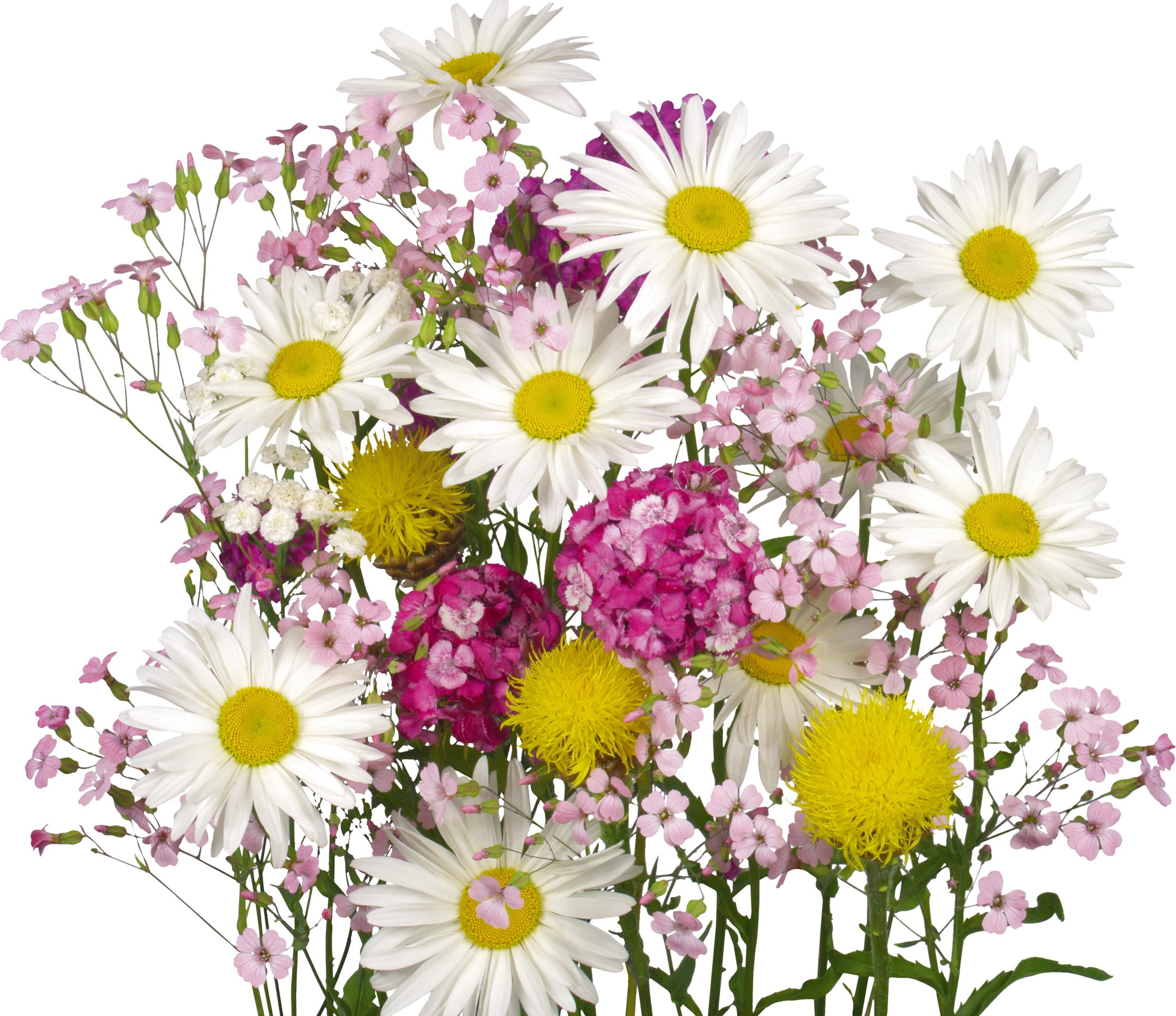 Bouquet of Daisies and Wildflowers HD Wallpaper