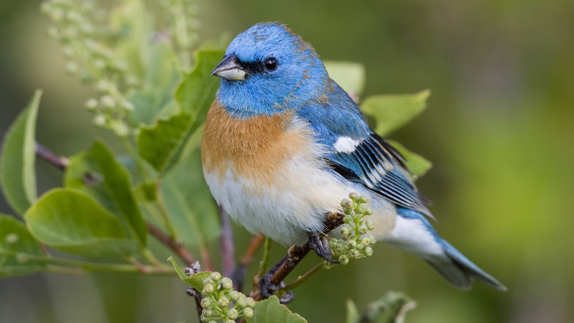 Lazuli Bunting bird perched on a branch HD Wallpaper