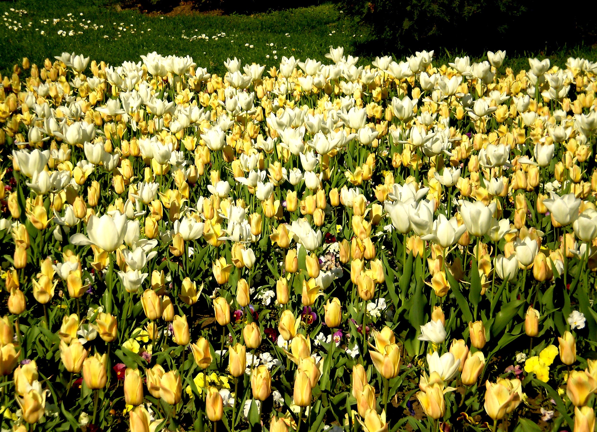 Field of white and yellow tulips HD Wallpaper