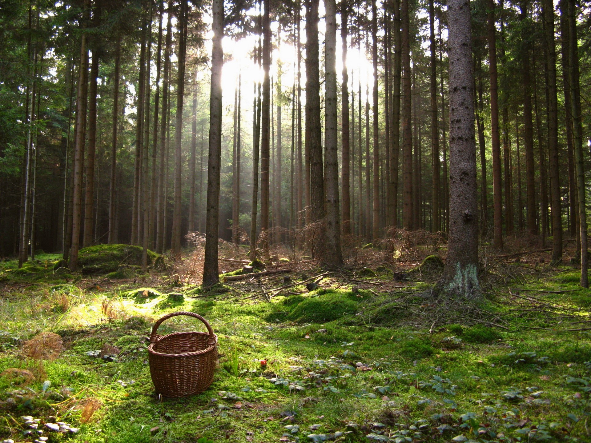 Basket in a sunlit forest HD Wallpaper