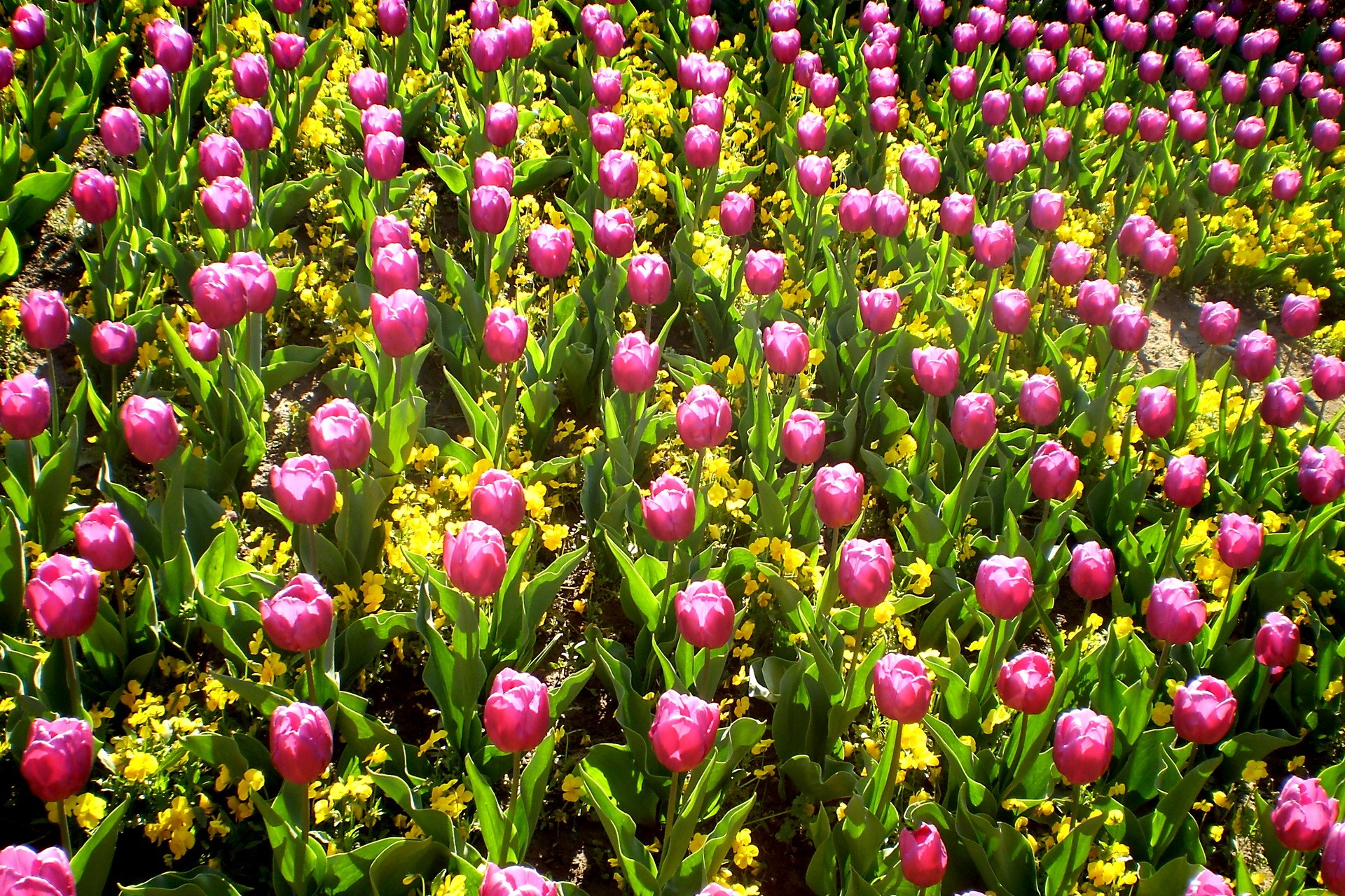 Field of Pink Tulips and Yellow Flowers HD Wallpaper