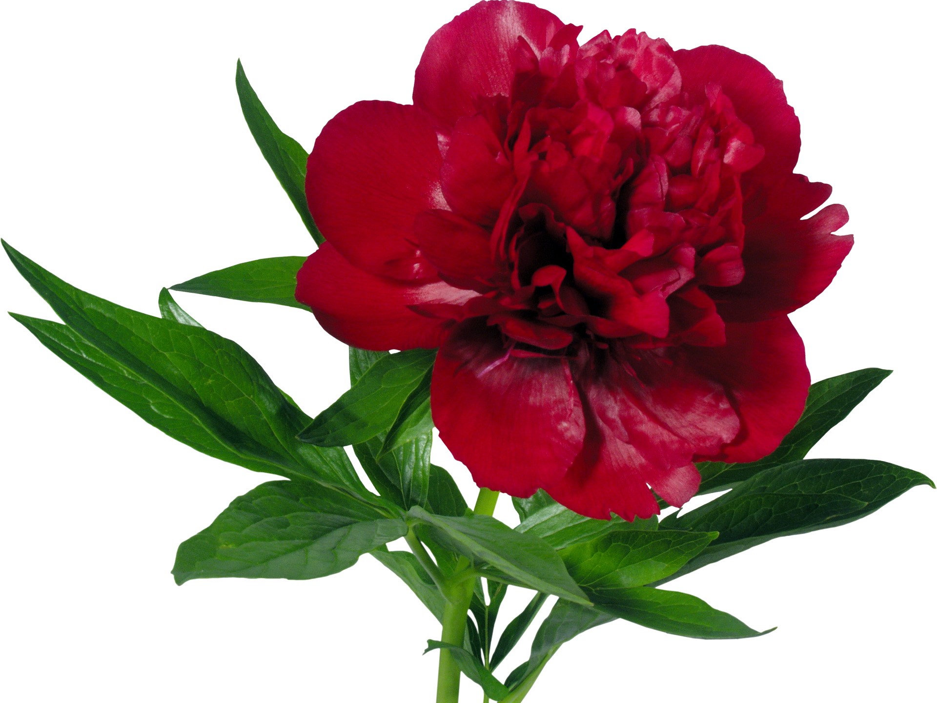 Red Peony flower with green leaves HD Wallpaper