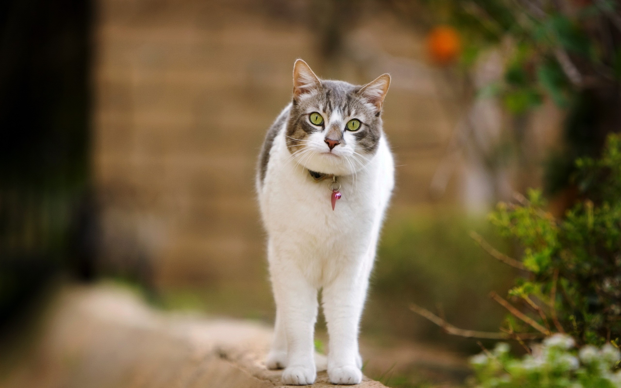 A tabby and white cat with green eyes HD Wallpaper