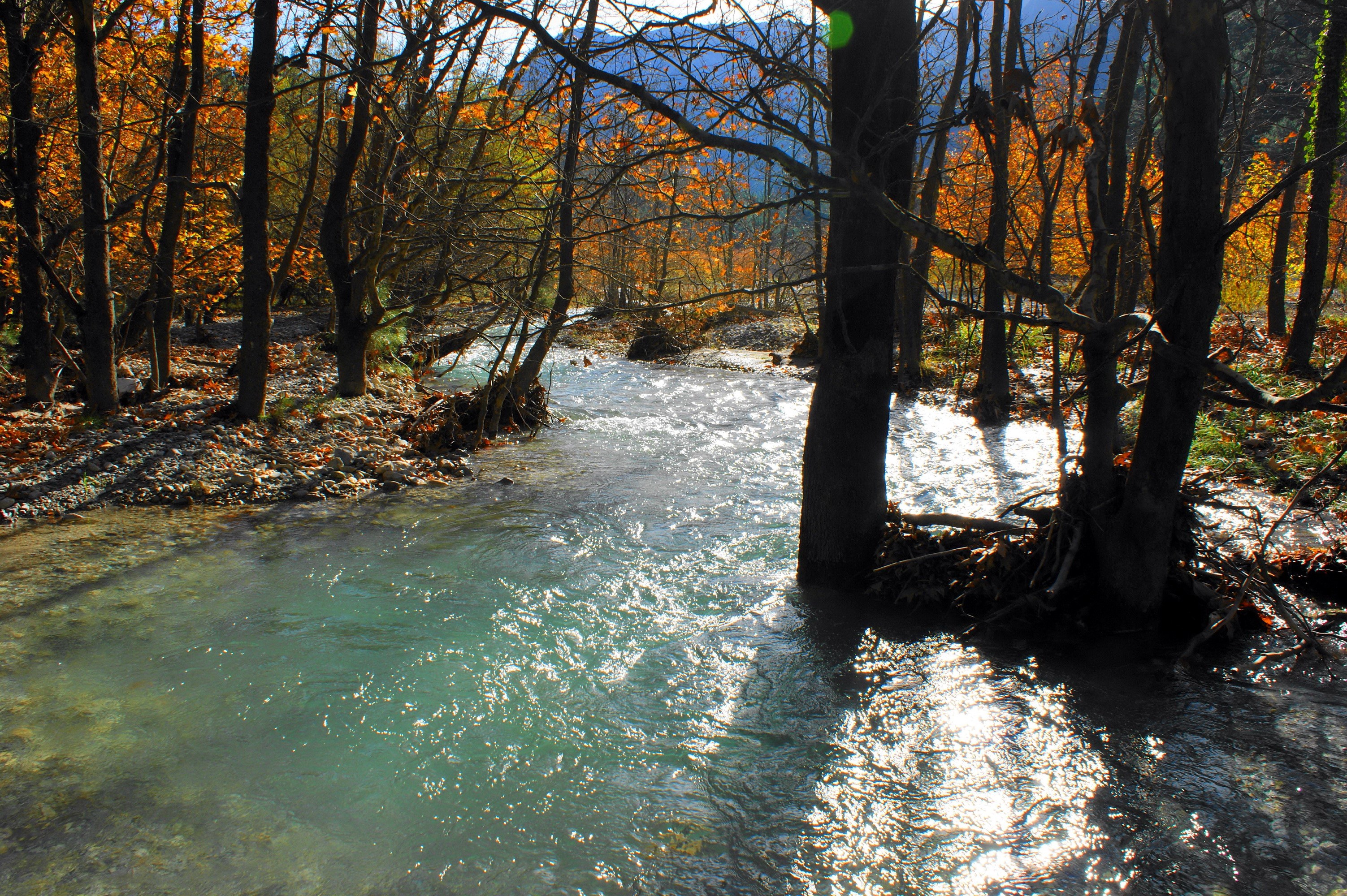 A river flows through a forest in autumn HD Wallpaper