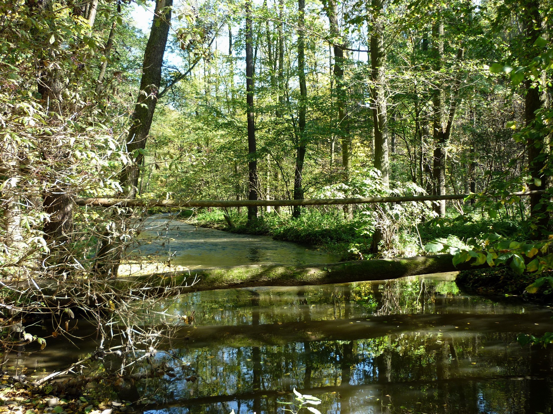 A fallen log bridges a stream in a sun-dappled forest HD Wallpaper