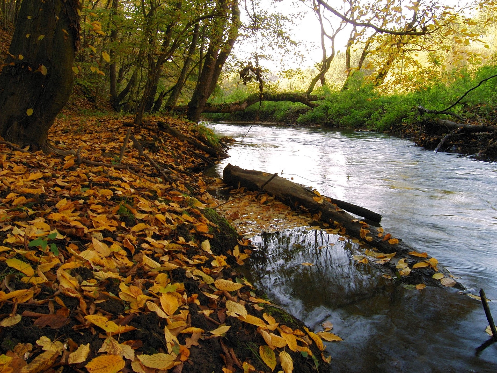 Autumn forest stream with fallen leaves HD Wallpaper