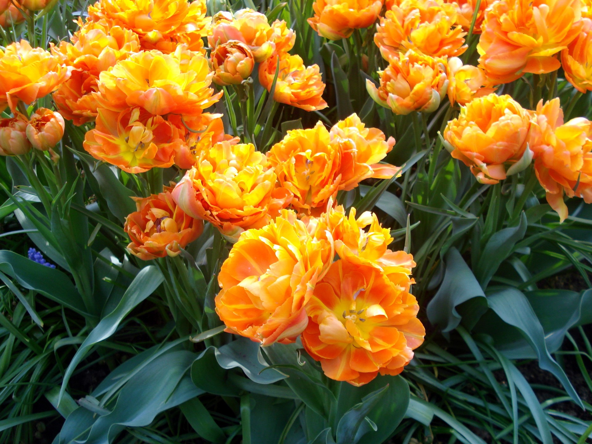 Orange double tulips in a garden HD Wallpaper